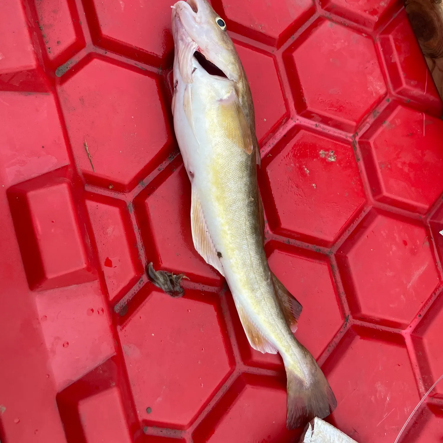 The most recent Atlantic tomcod catches on Fishbrain