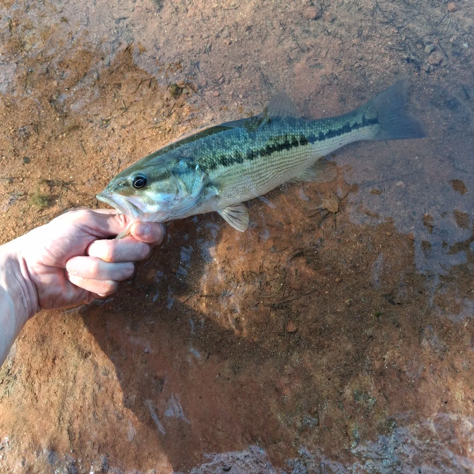 Spotted bass caught on Fishbrain