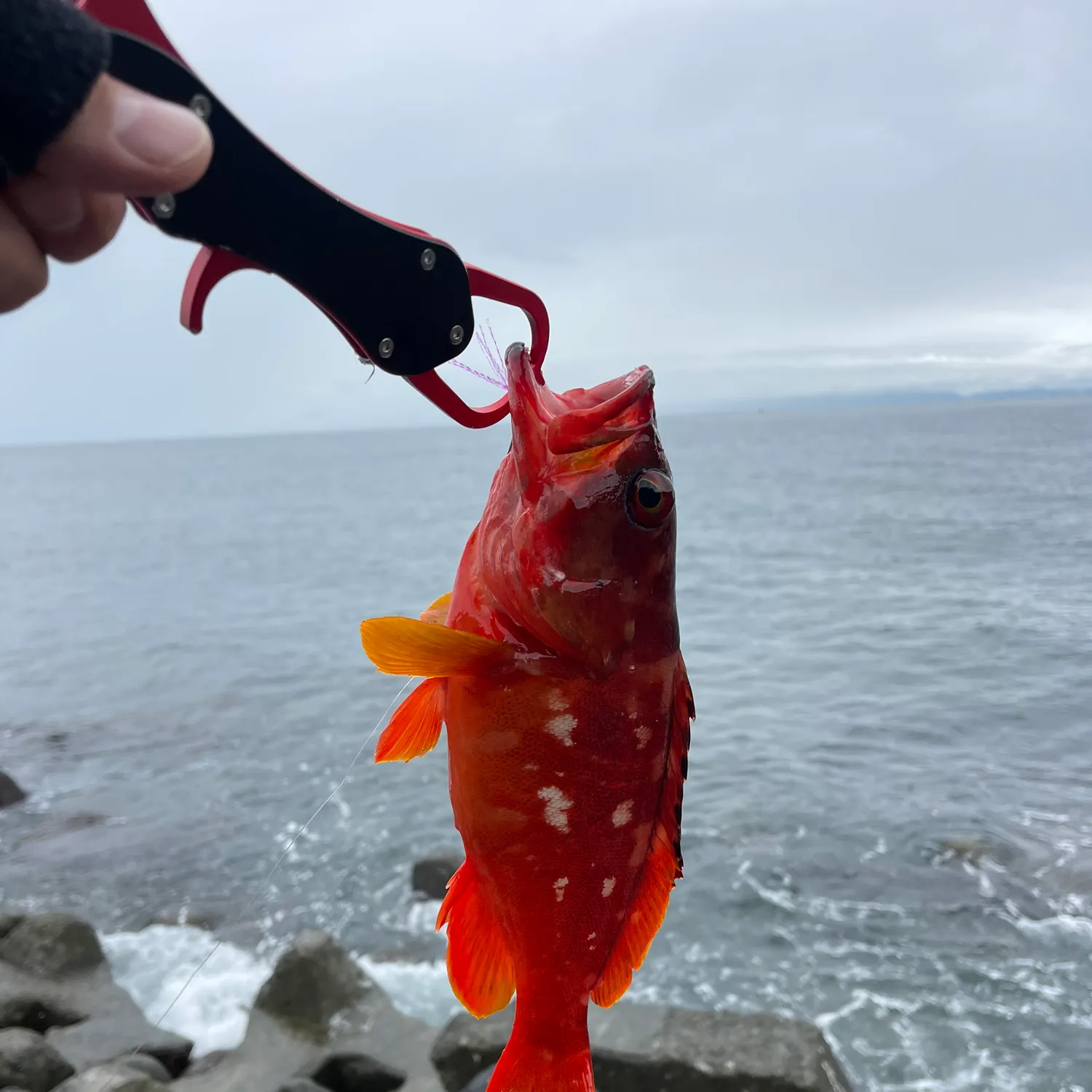 The most recent Blacktip grouper catches on Fishbrain