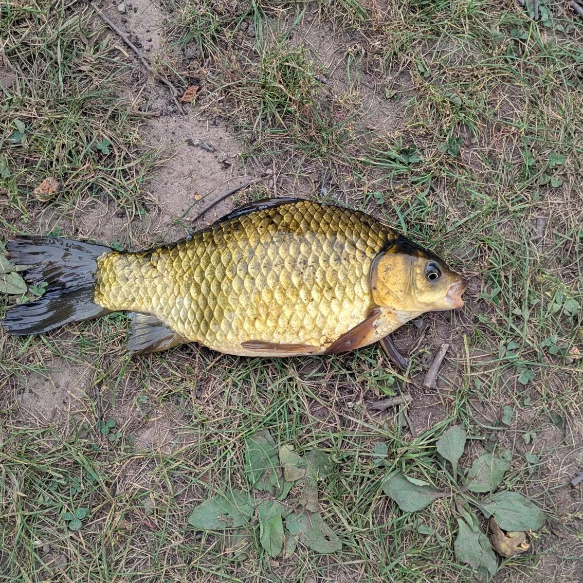 Crucian carp caught on Fishbrain