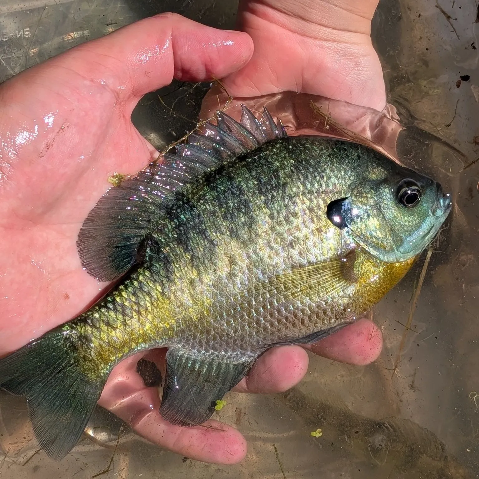 Bluegill caught on Fishbrain