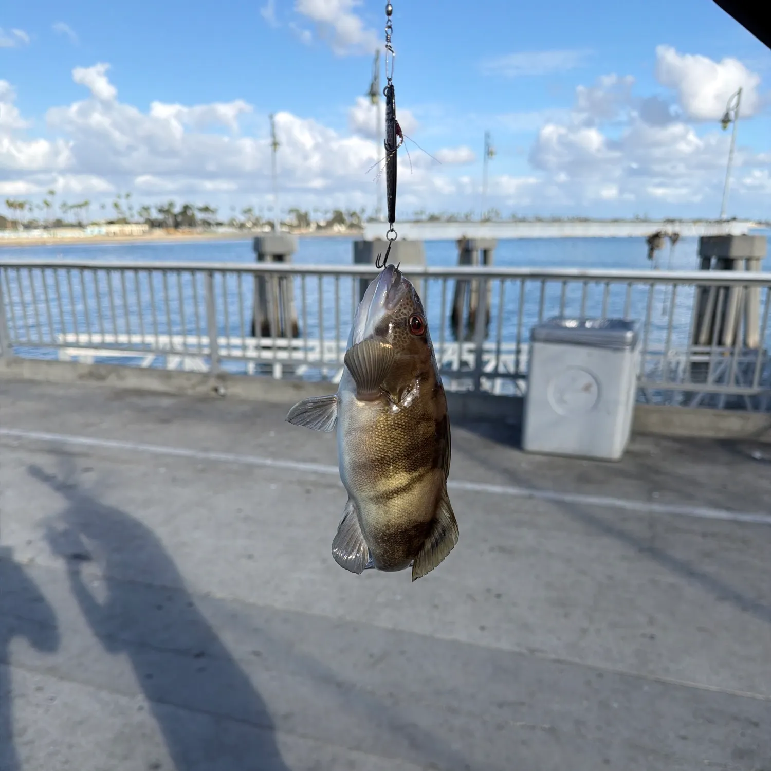 Spotted sand bass caught on Fishbrain