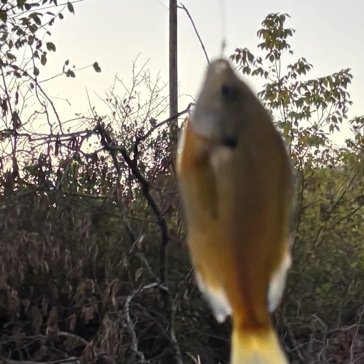 Bluegill caught on Fishbrain