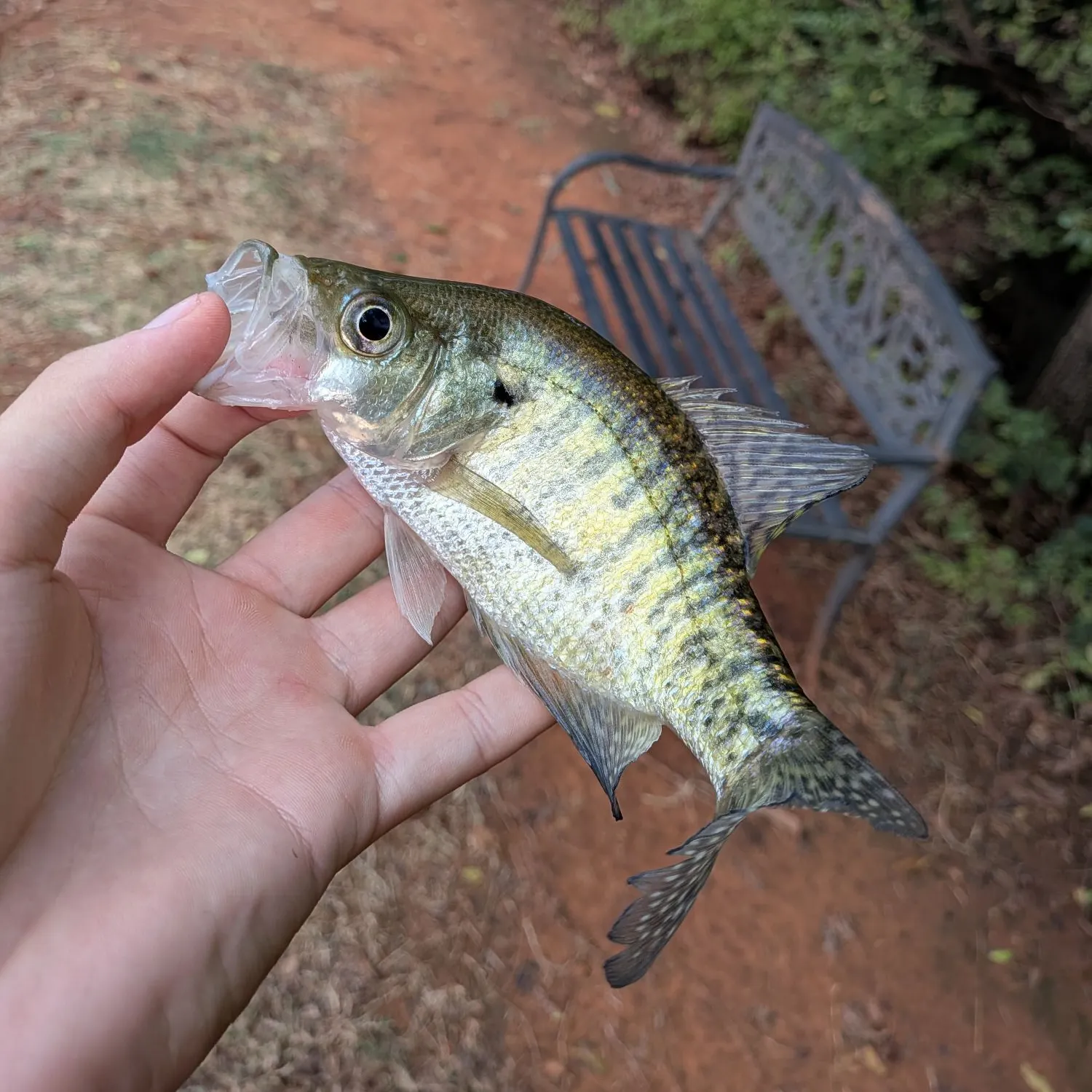White crappie caught on Fishbrain