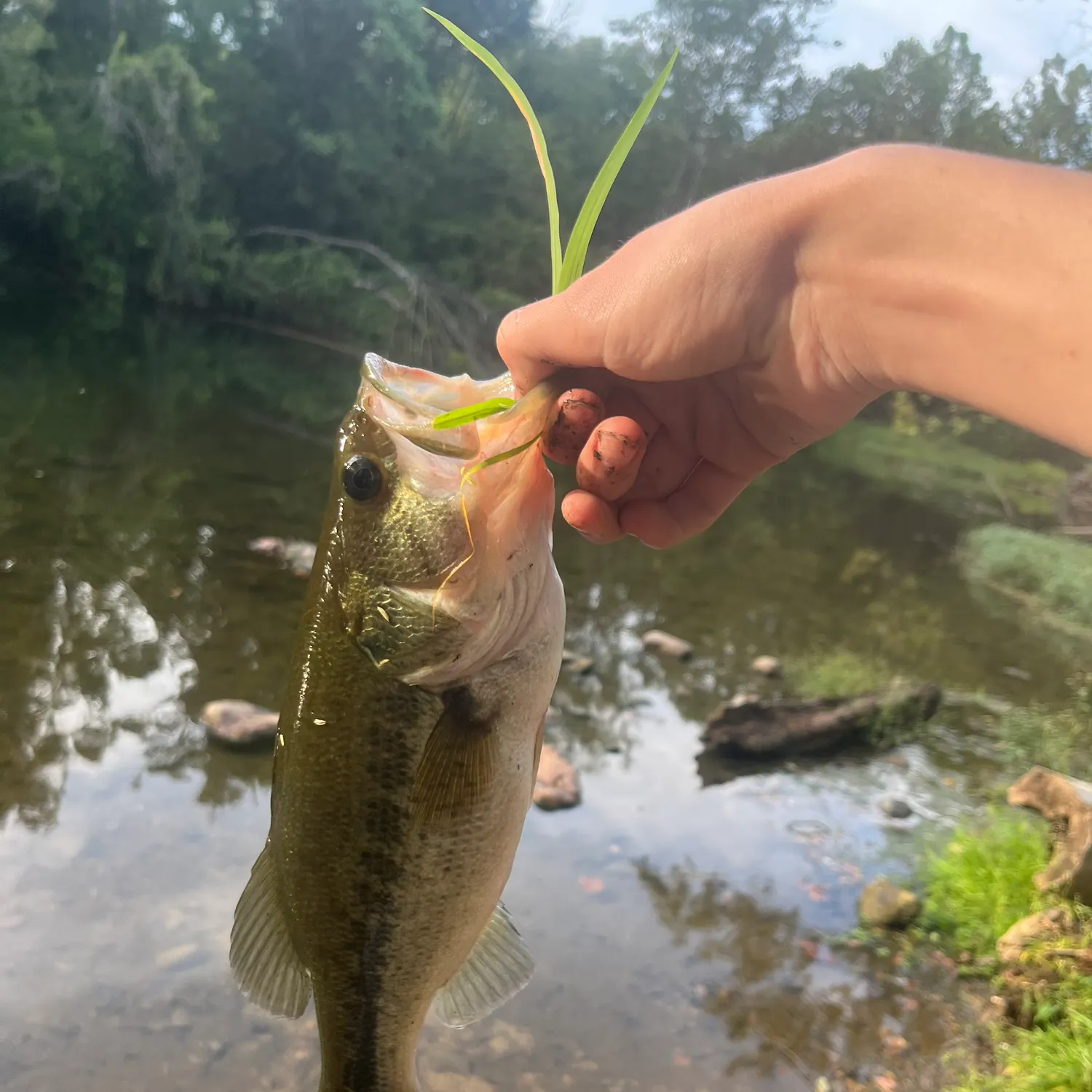 Largemouth bass caught on Fishbrain