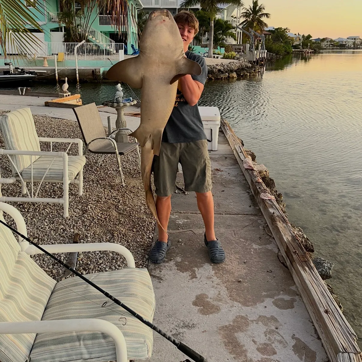 The most recent Nurse shark catches on Fishbrain