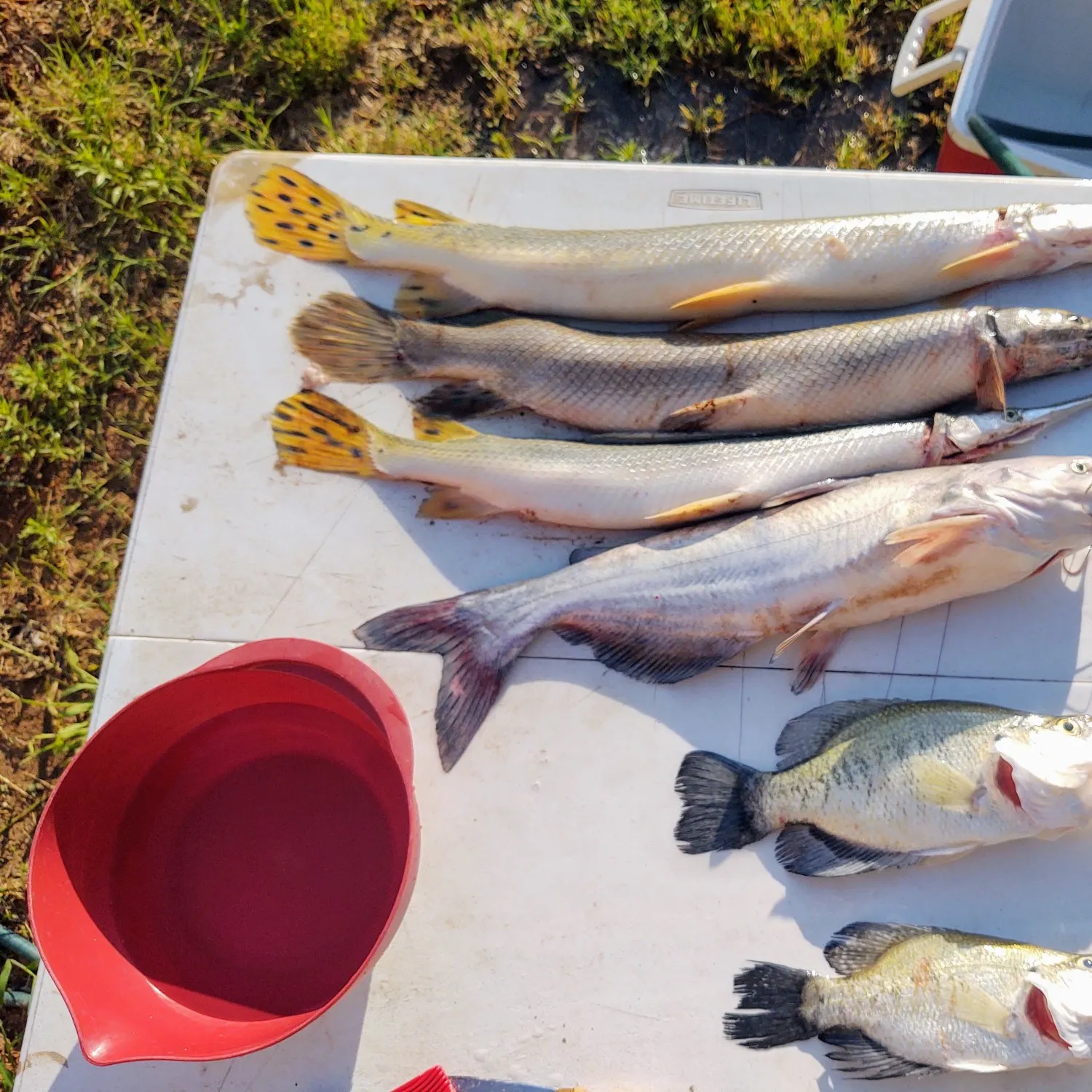 recently logged catches