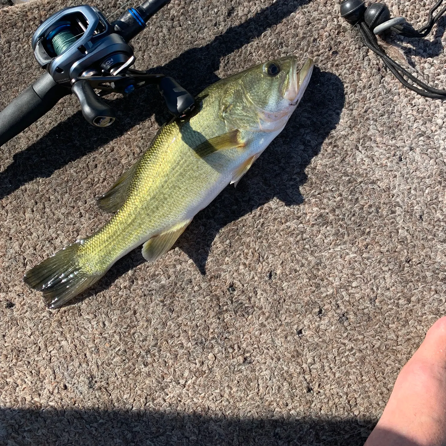 Largemouth bass caught on Fishbrain