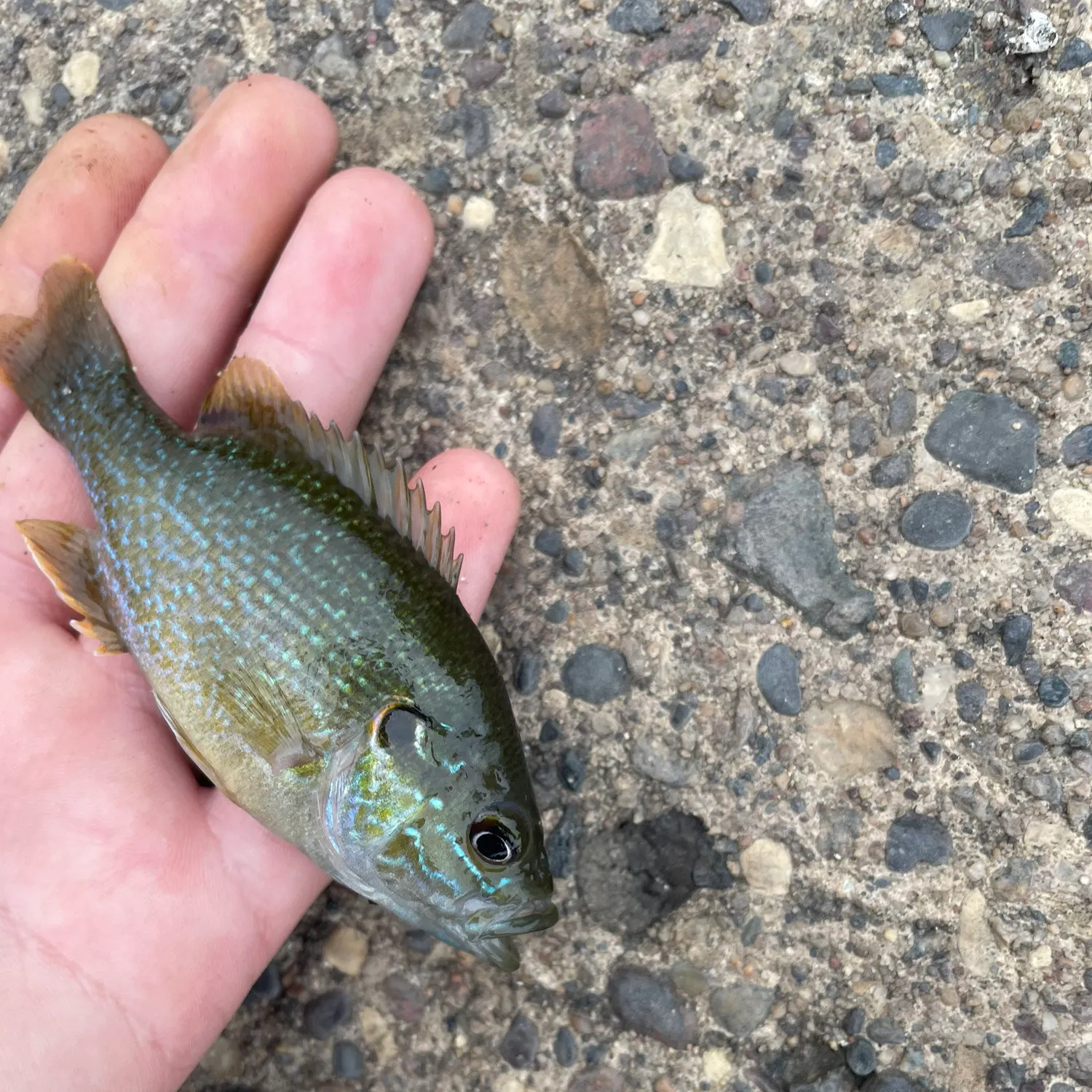Green sunfish caught on Fishbrain