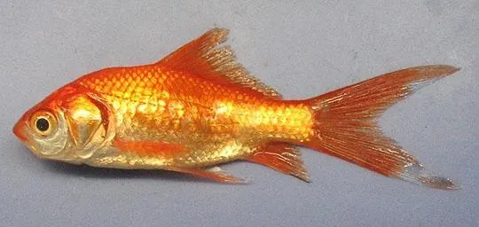 Baitfish