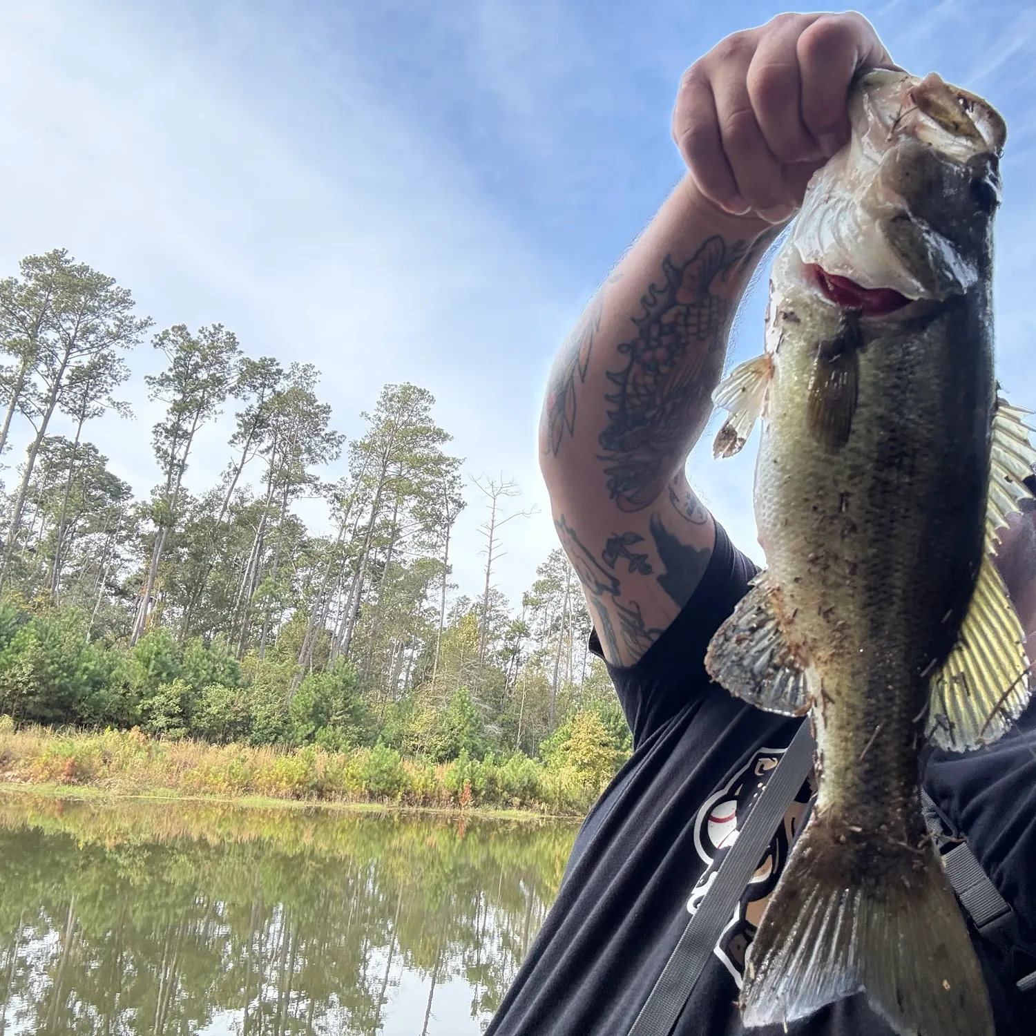 Largemouth bass caught on Fishbrain