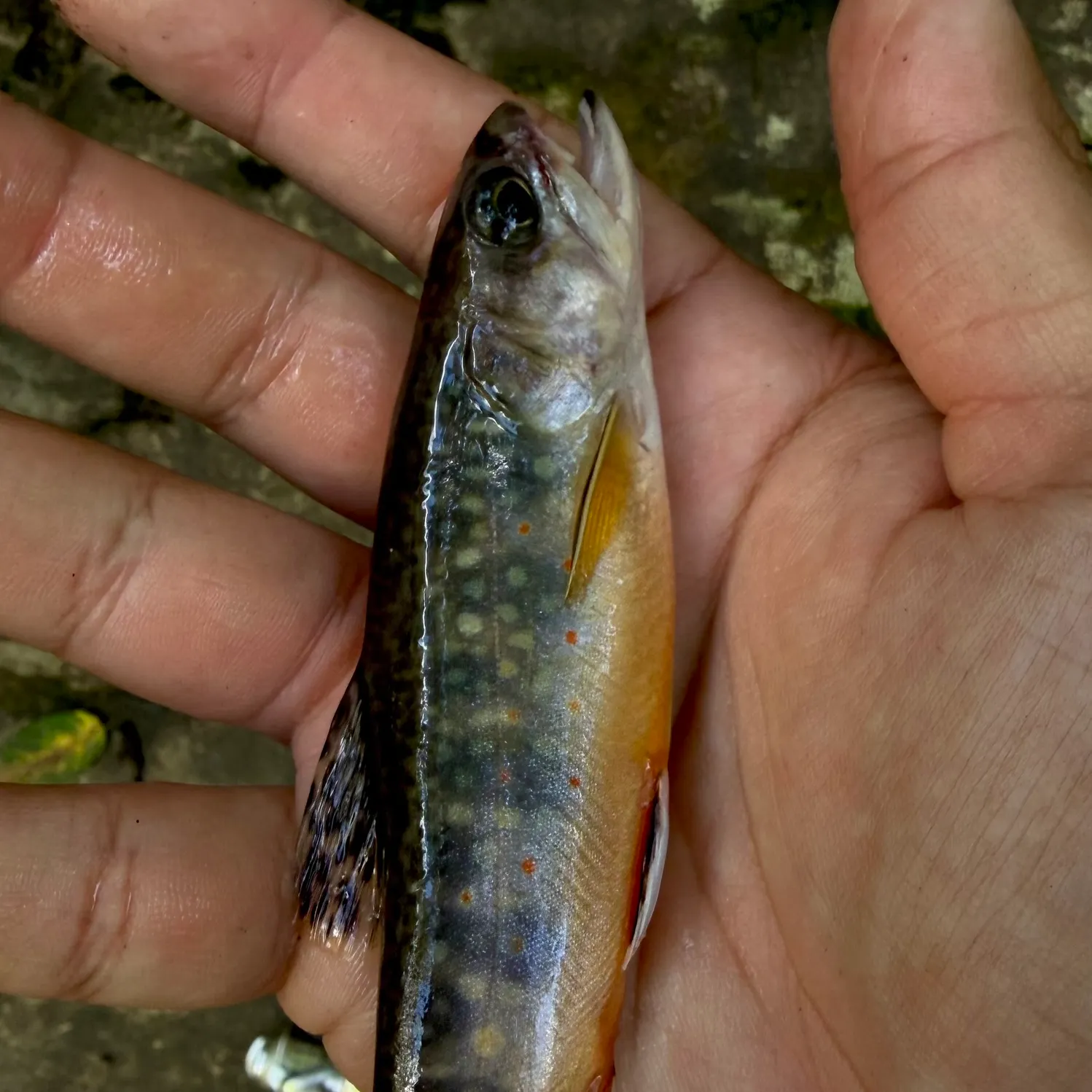 Brook trout caught on Fishbrain