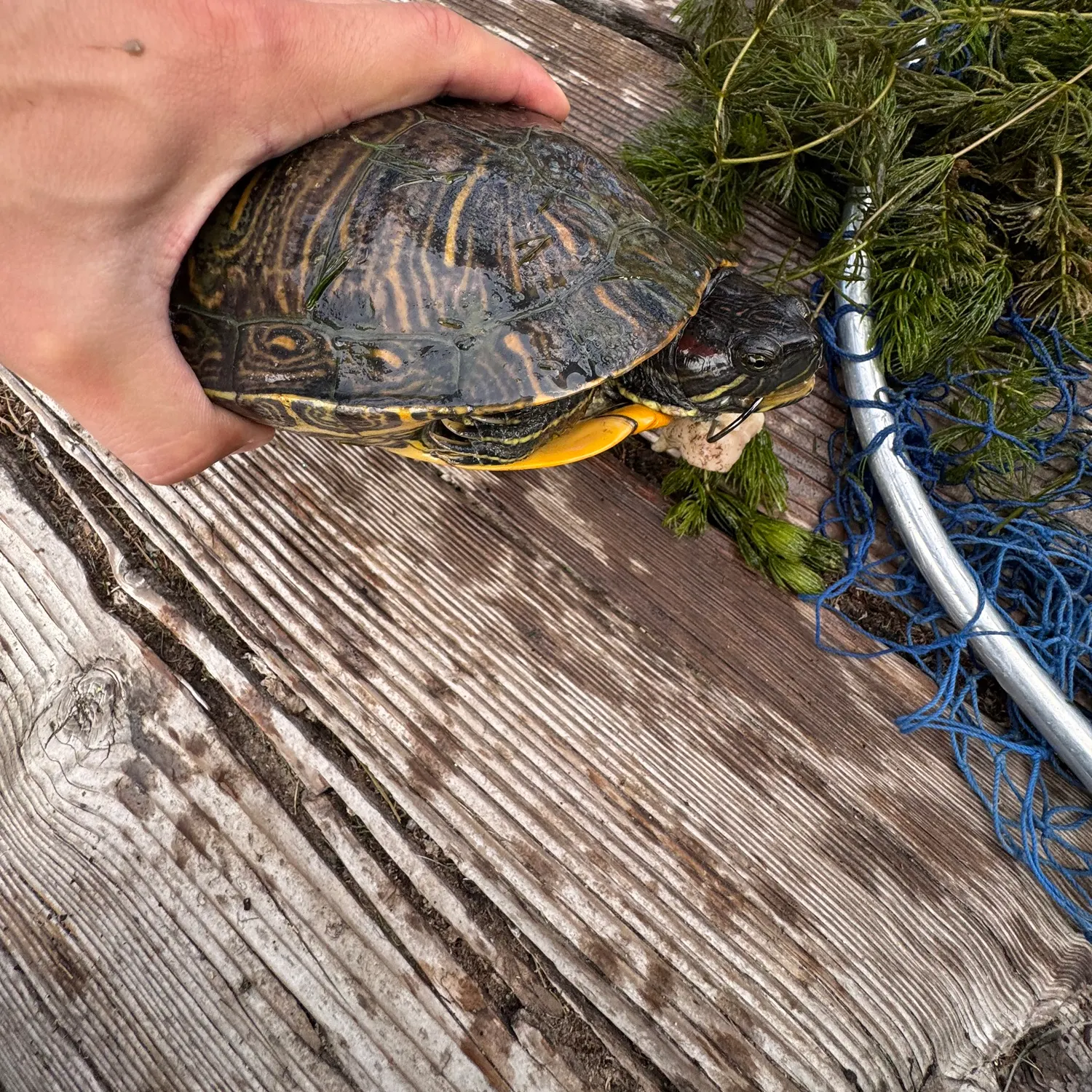 Pond slider turtle caught on Fishbrain