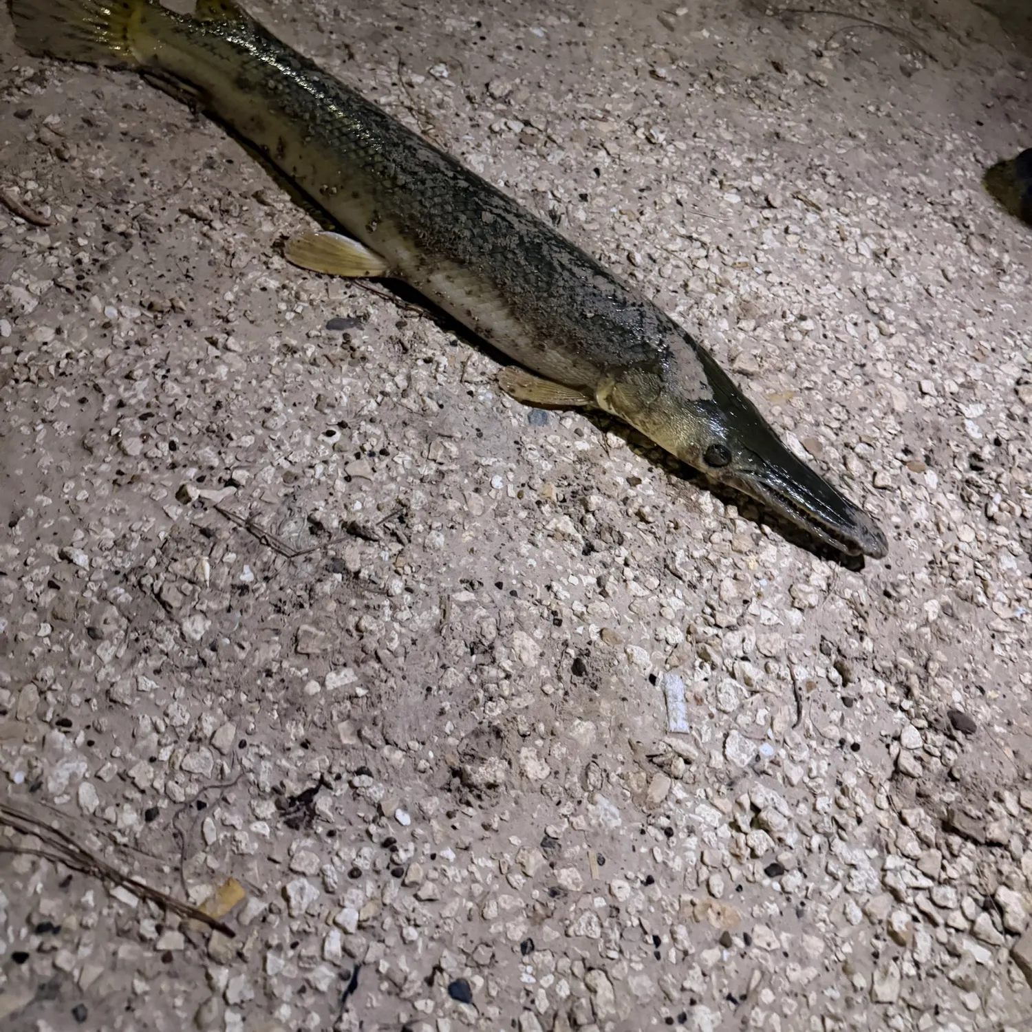 Shortnose gar caught on Fishbrain