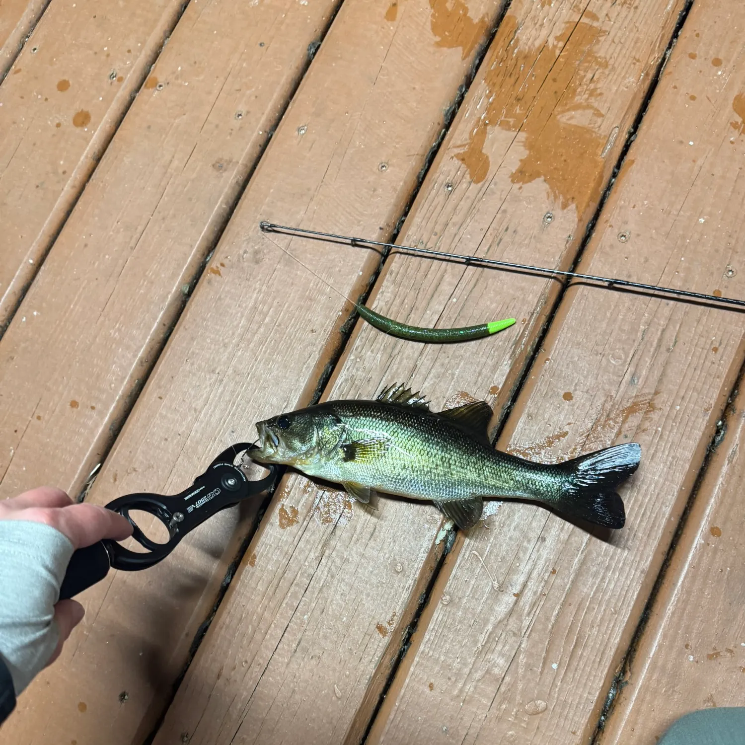 The most recent Largemouth bass catches on Fishbrain