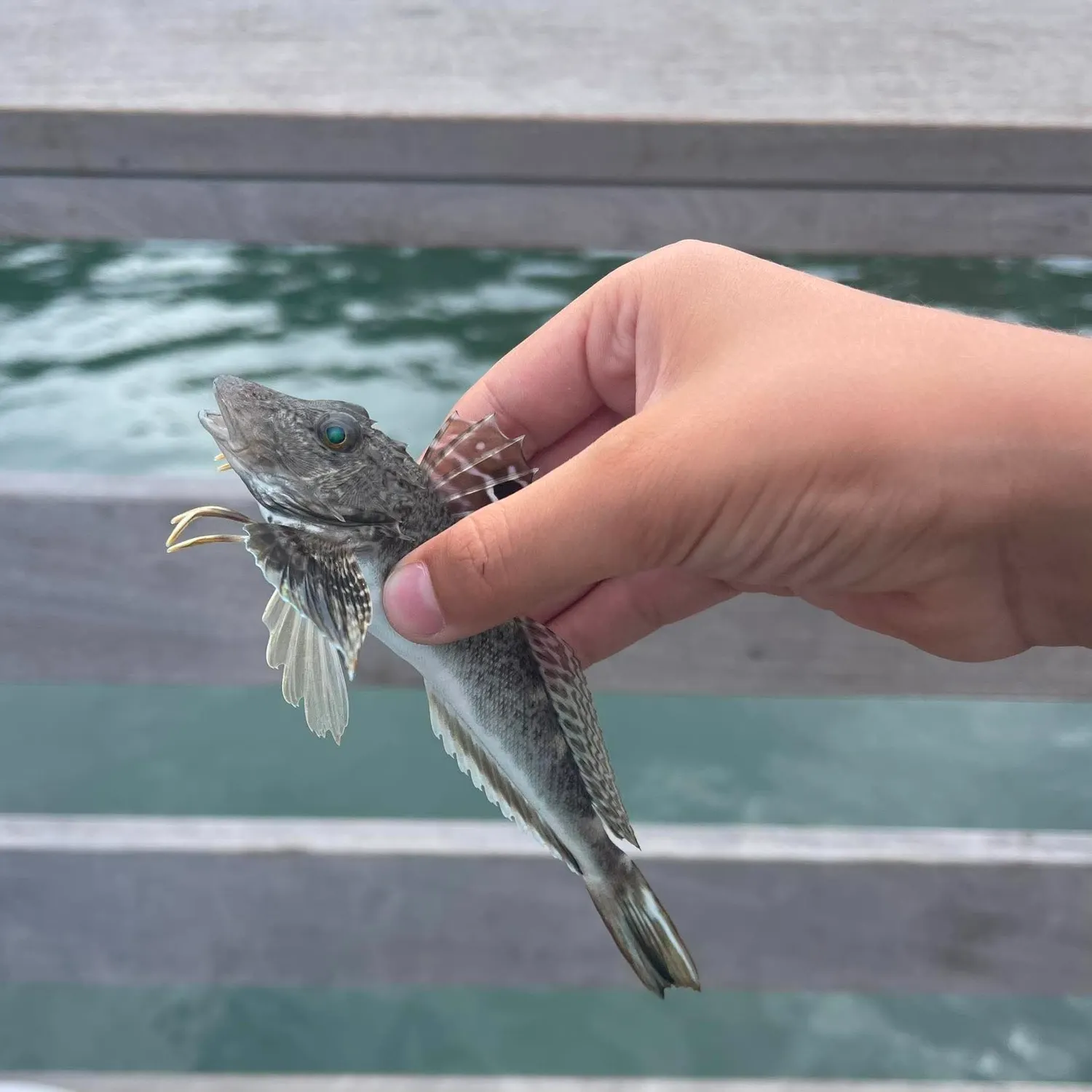 The most recent Northern searobin catches on Fishbrain