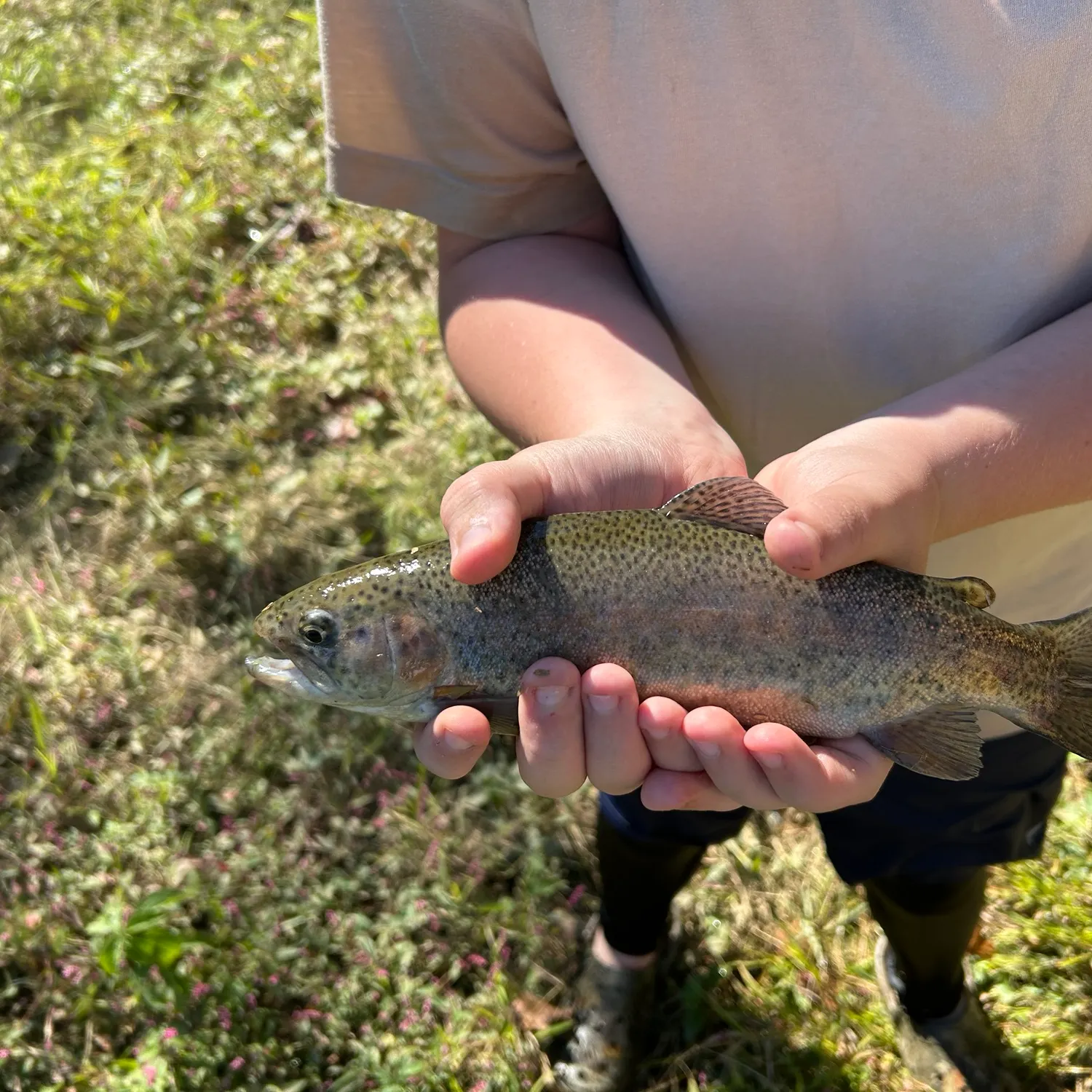Rainbow trout caught on Fishbrain