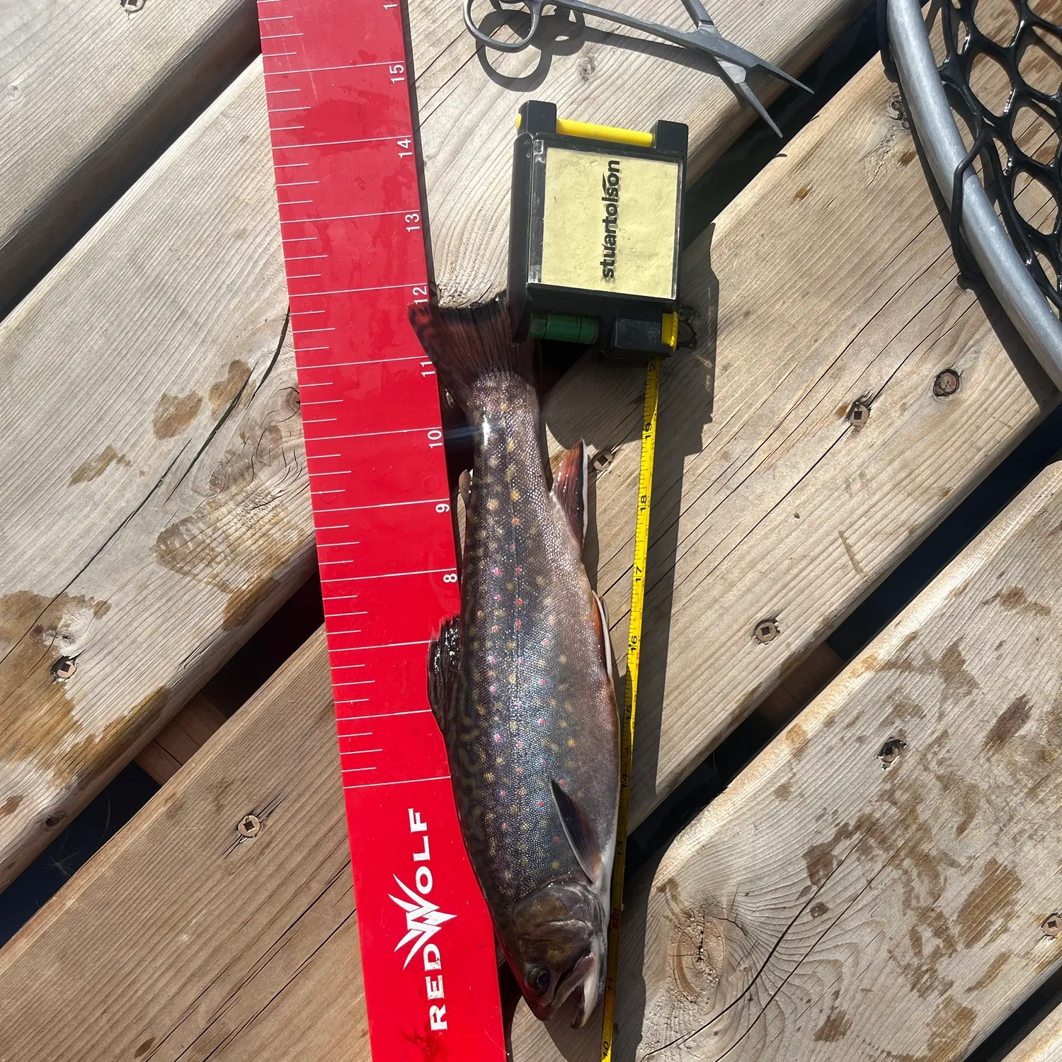 Brook trout caught on Fishbrain