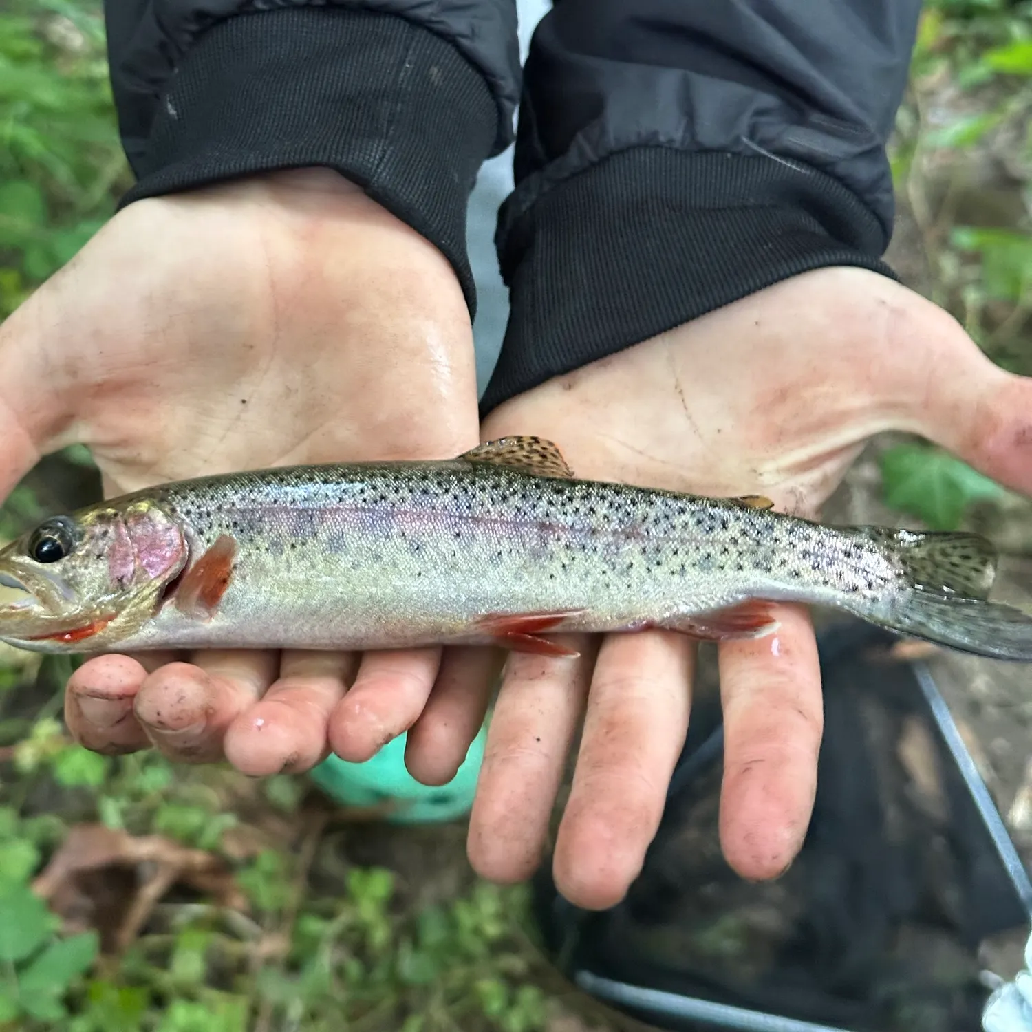 Rainbow trout caught on Fishbrain