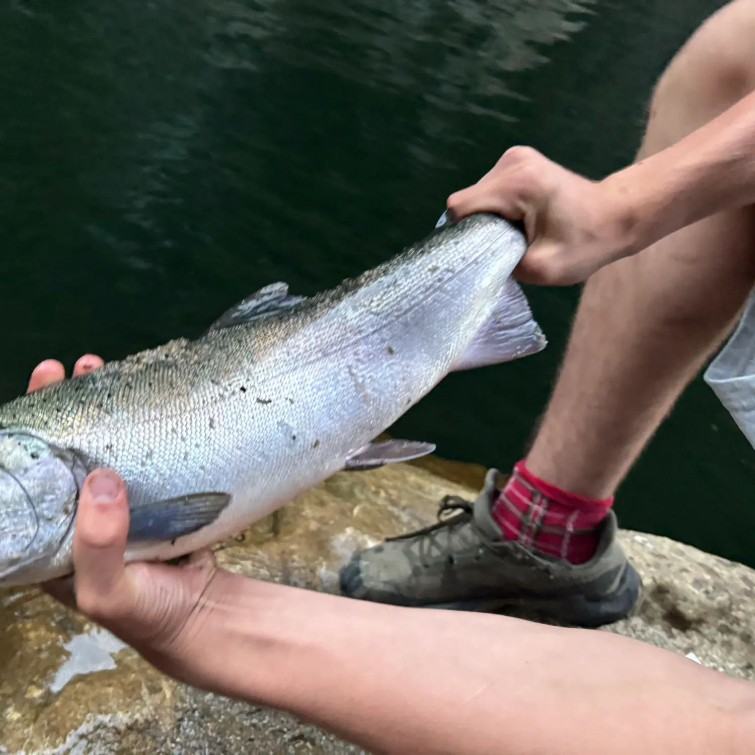 Coho salmon caught on Fishbrain