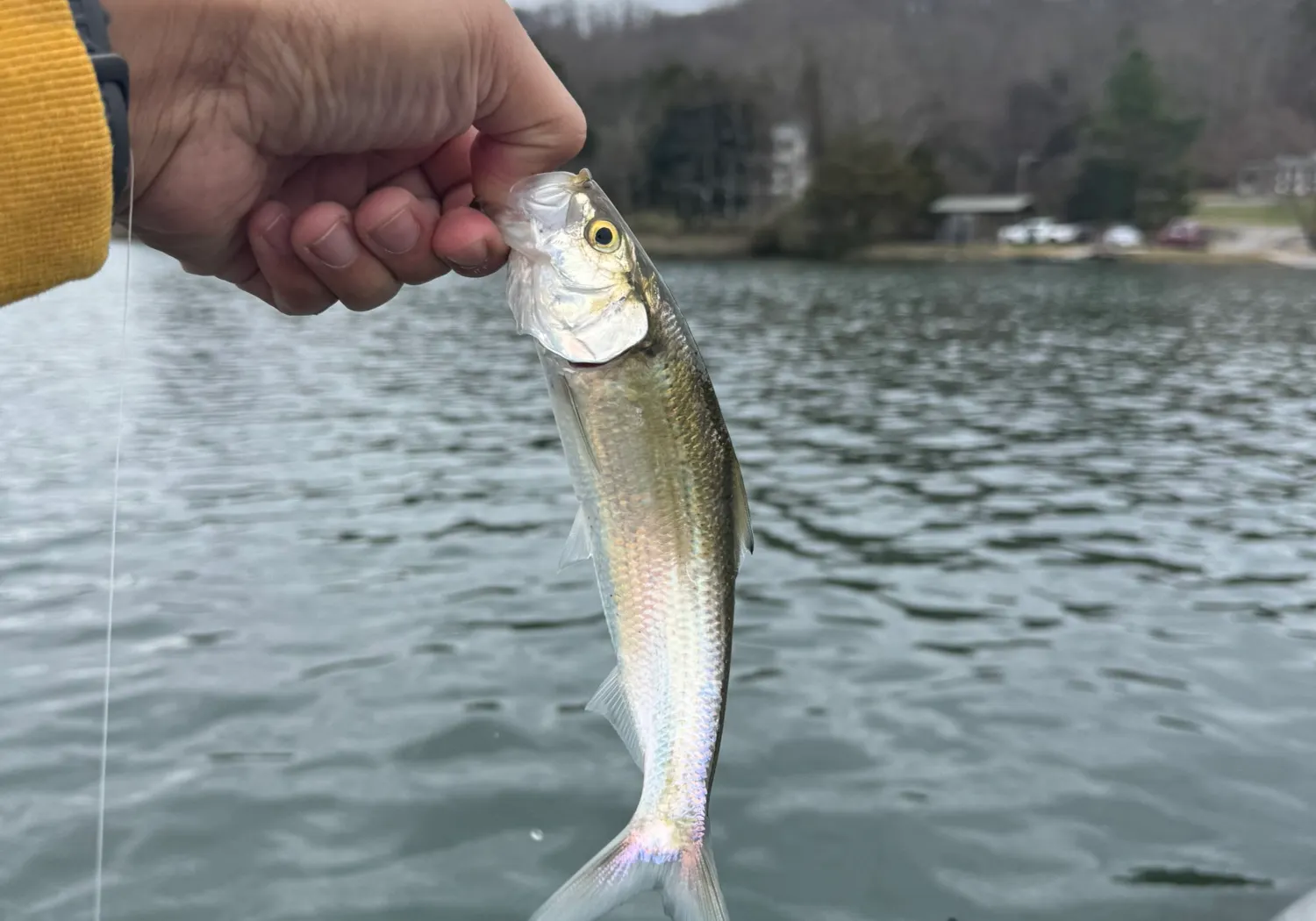 Hickory shad