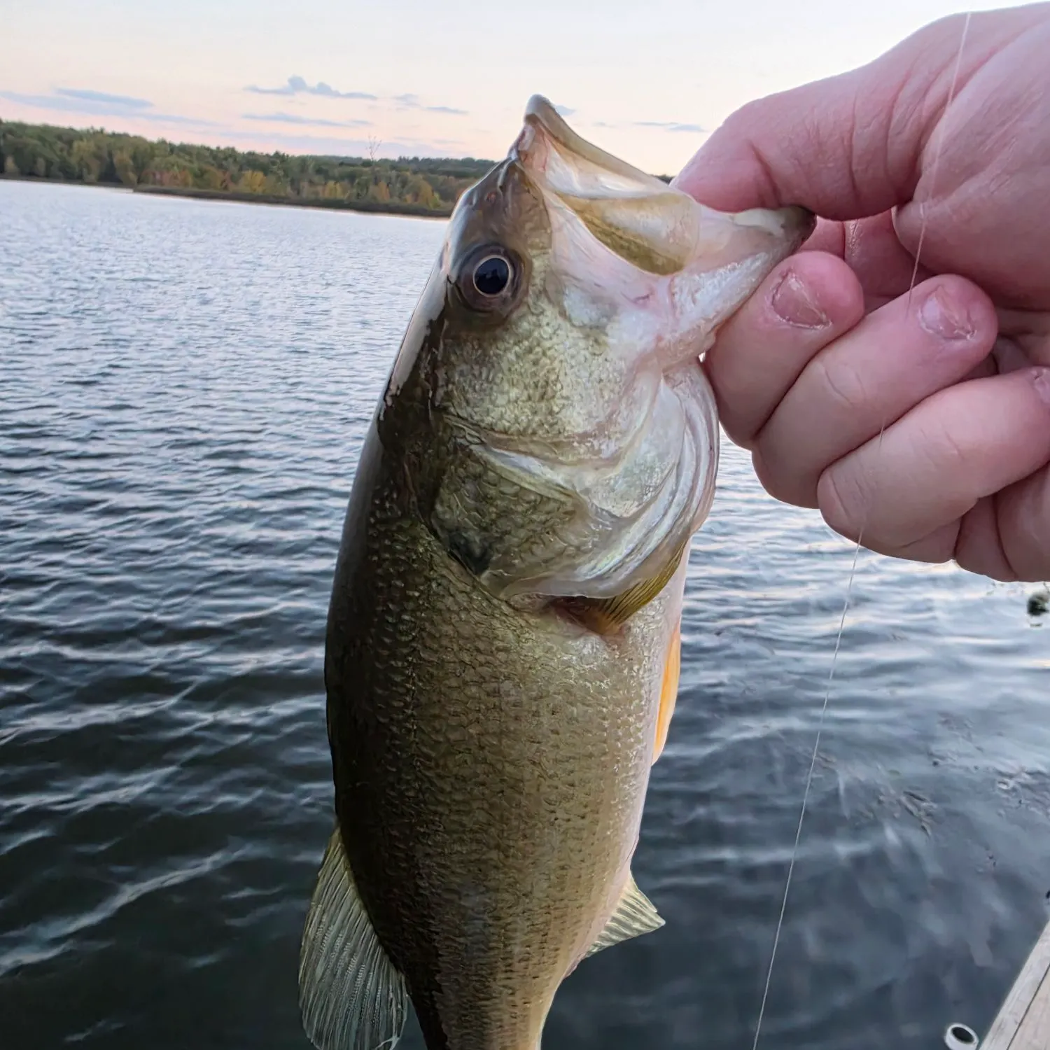 Largemouth bass caught on Fishbrain