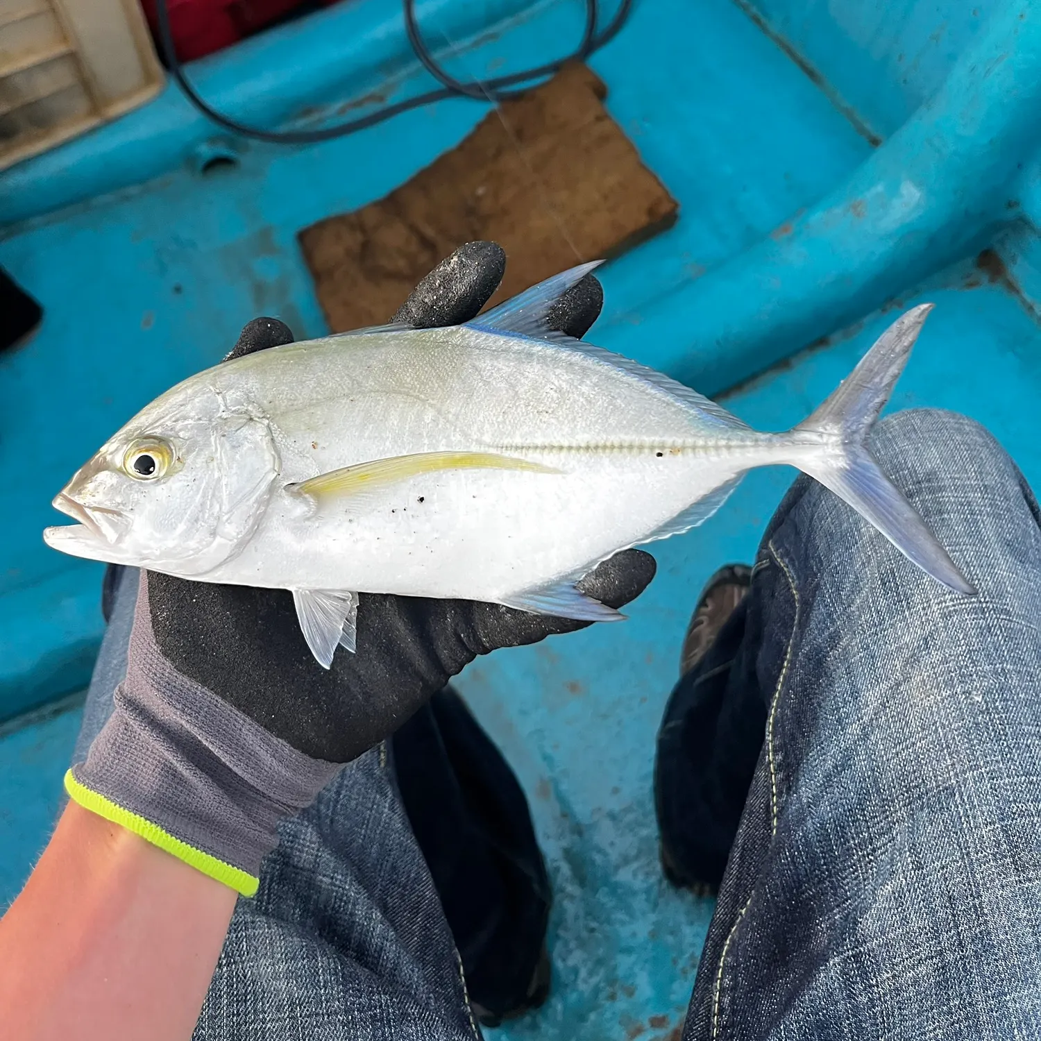 The most recent Bluefin trevally catches on Fishbrain