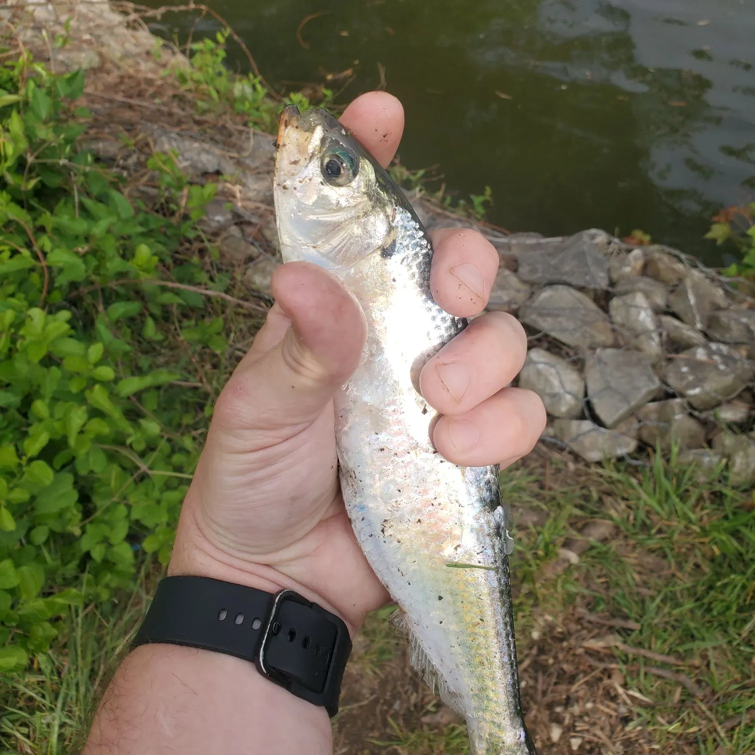 The most recent Blueback shad catches on Fishbrain