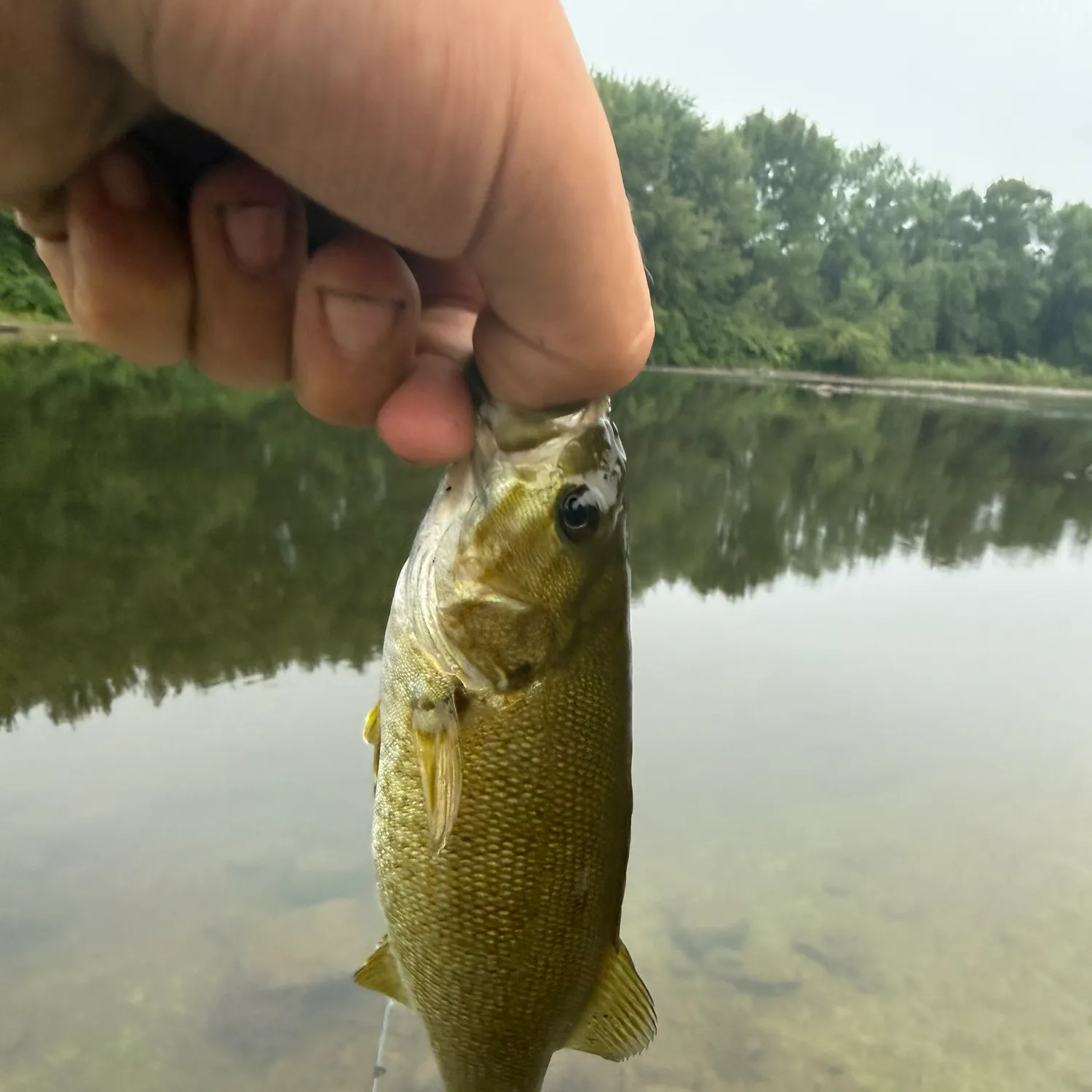 Smallmouth bass caught on Fishbrain
