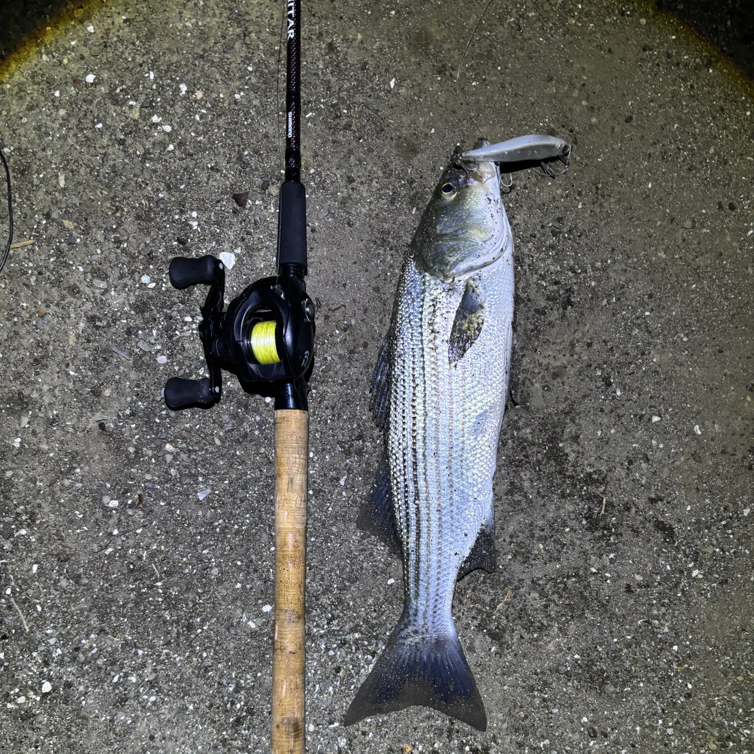 Striped bass caught on Fishbrain