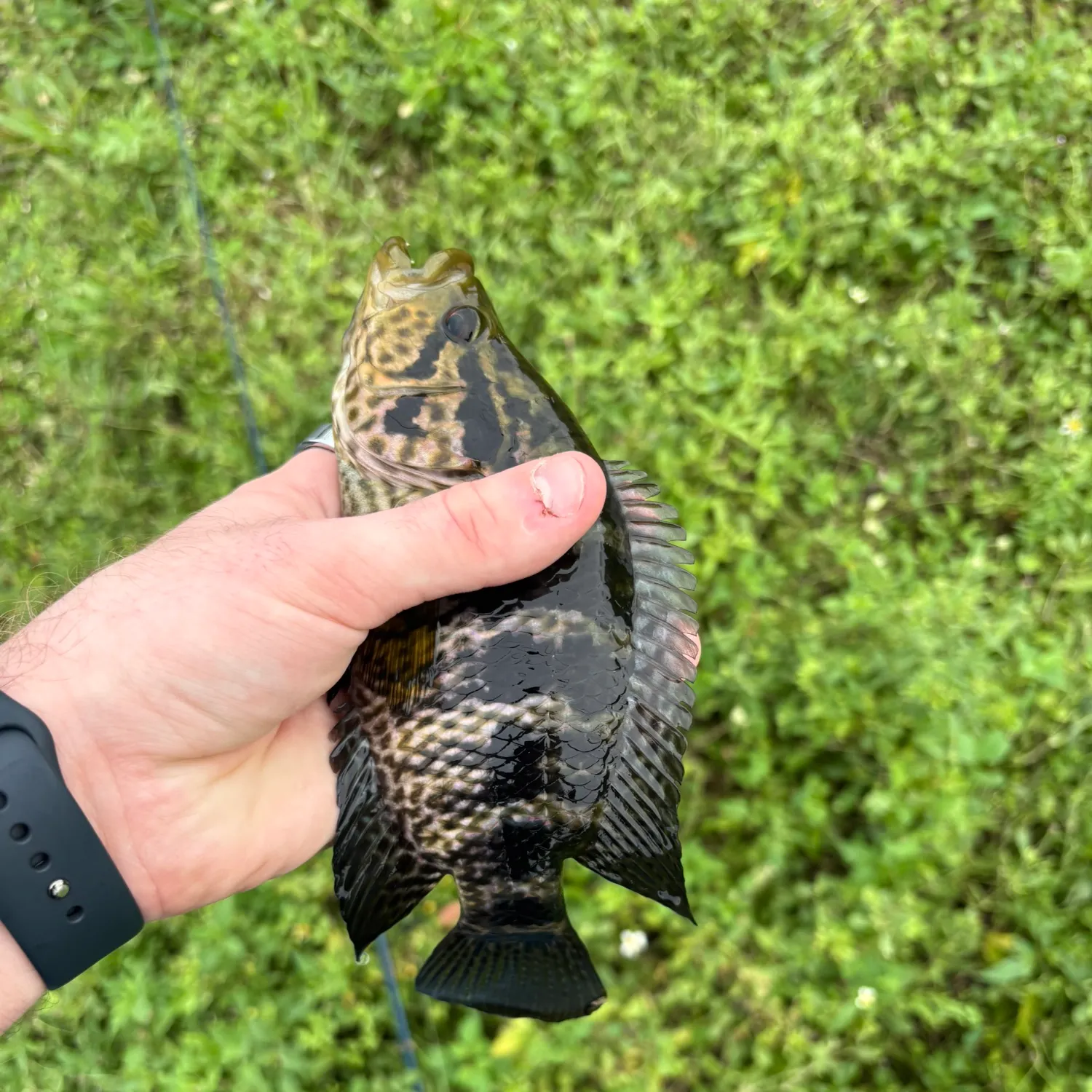The most recent Jaguar cichlid catches on Fishbrain