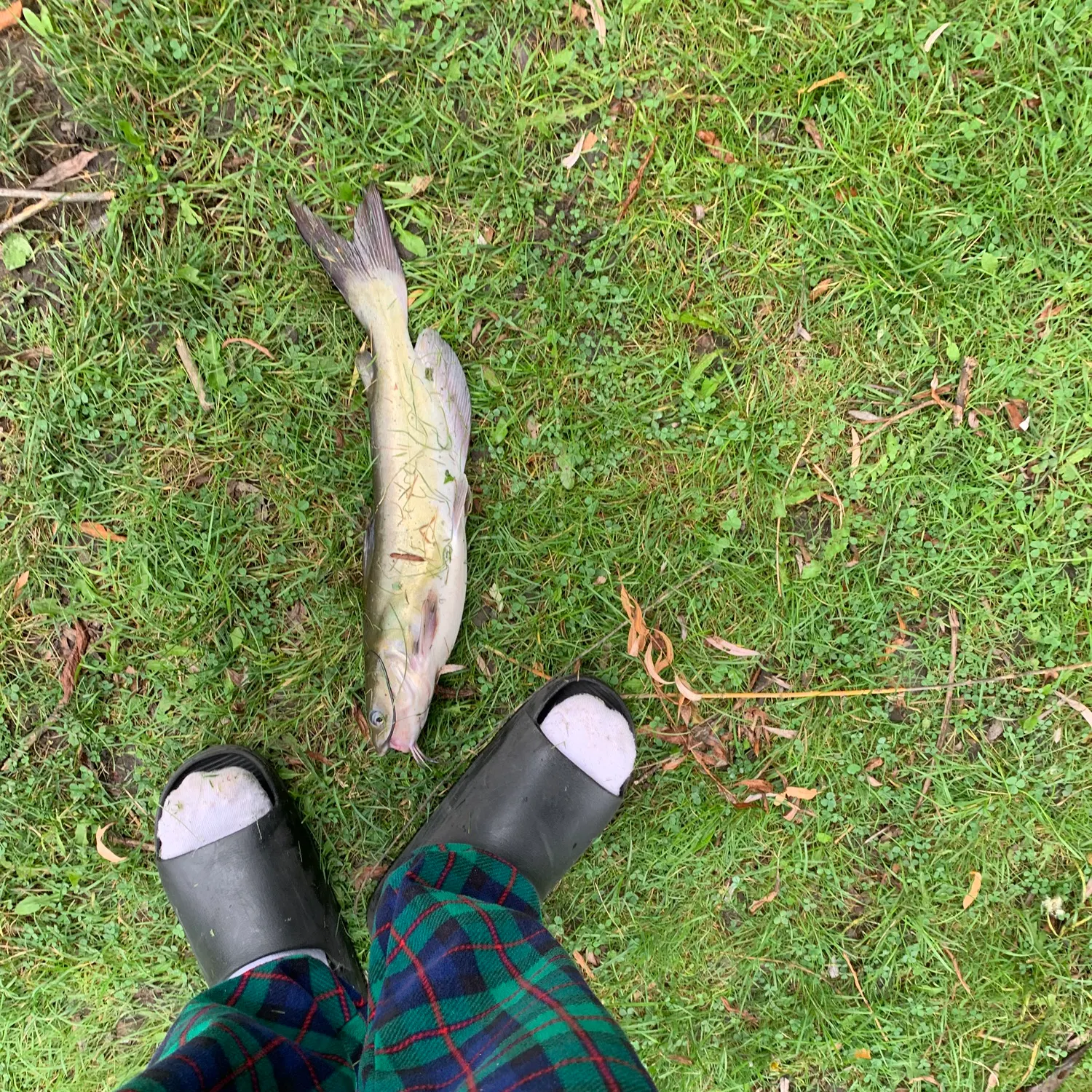 Channel catfish caught on Fishbrain