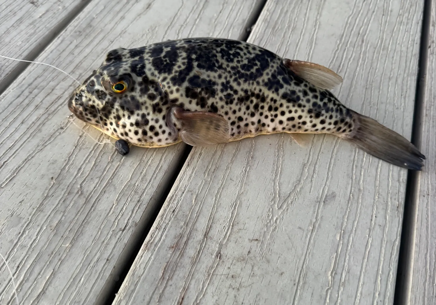 Checkered puffer