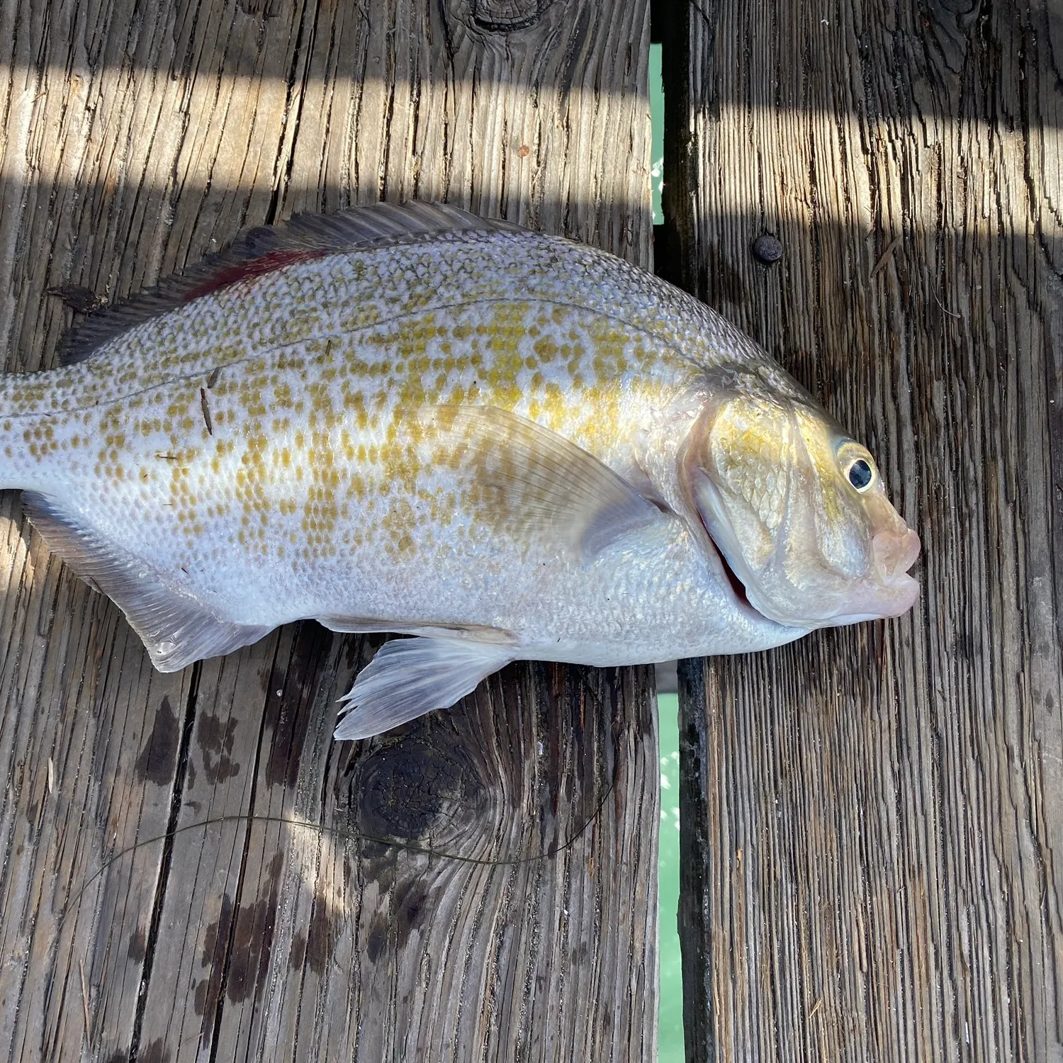The most recent Barred surfperch catches on Fishbrain