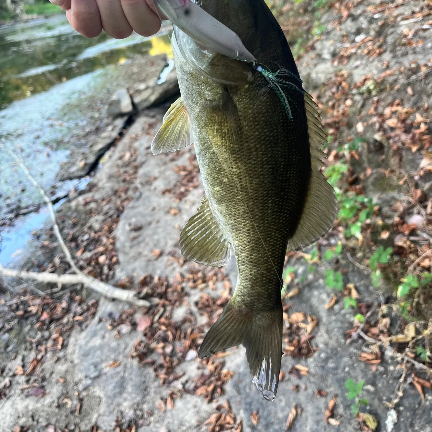Smallmouth bass caught on Fishbrain