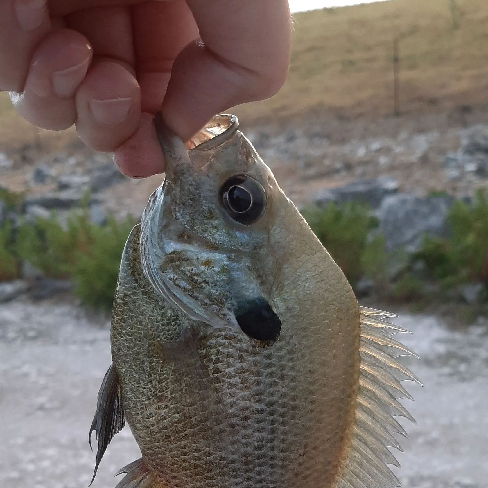 Bluegill caught on Fishbrain