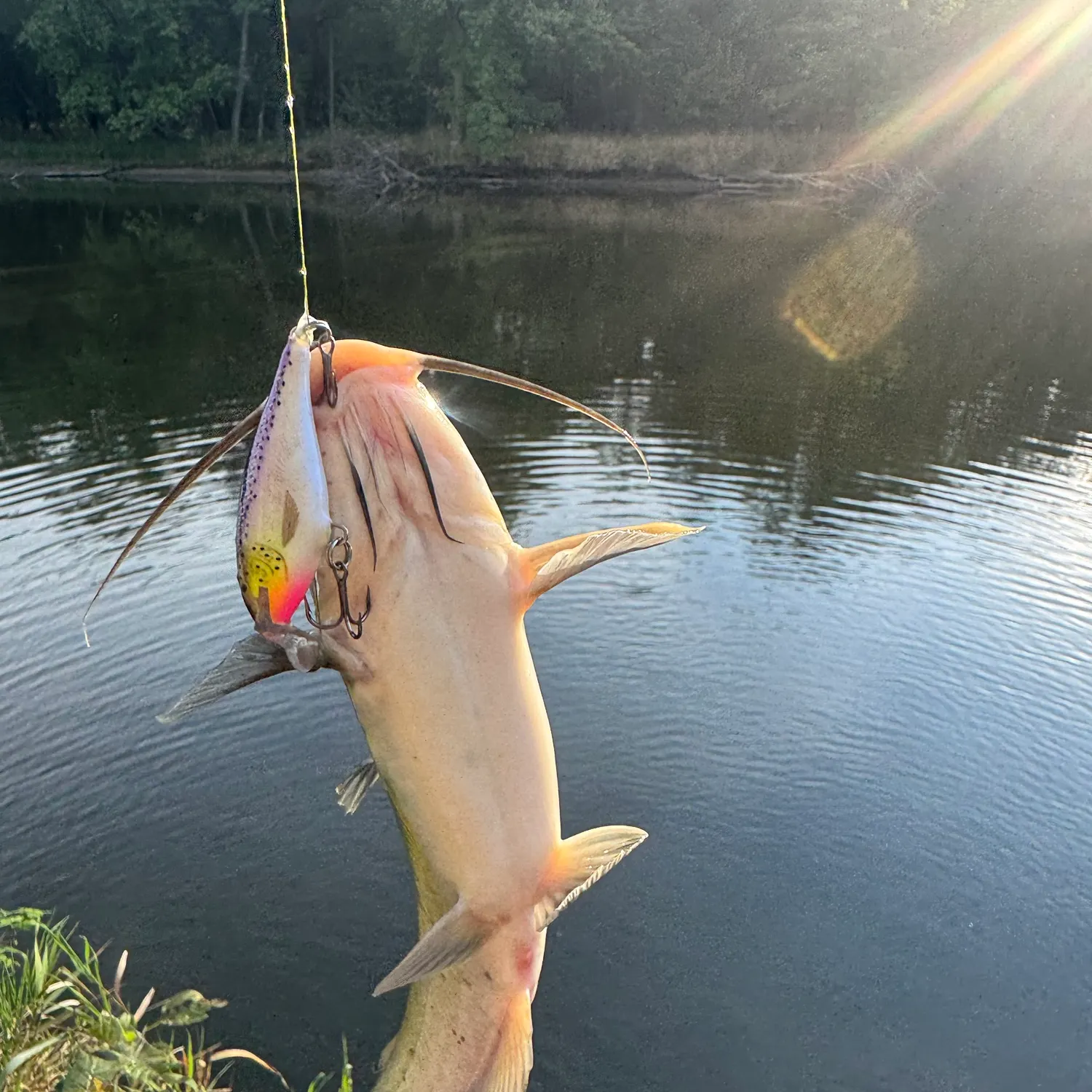 Channel catfish caught on Fishbrain