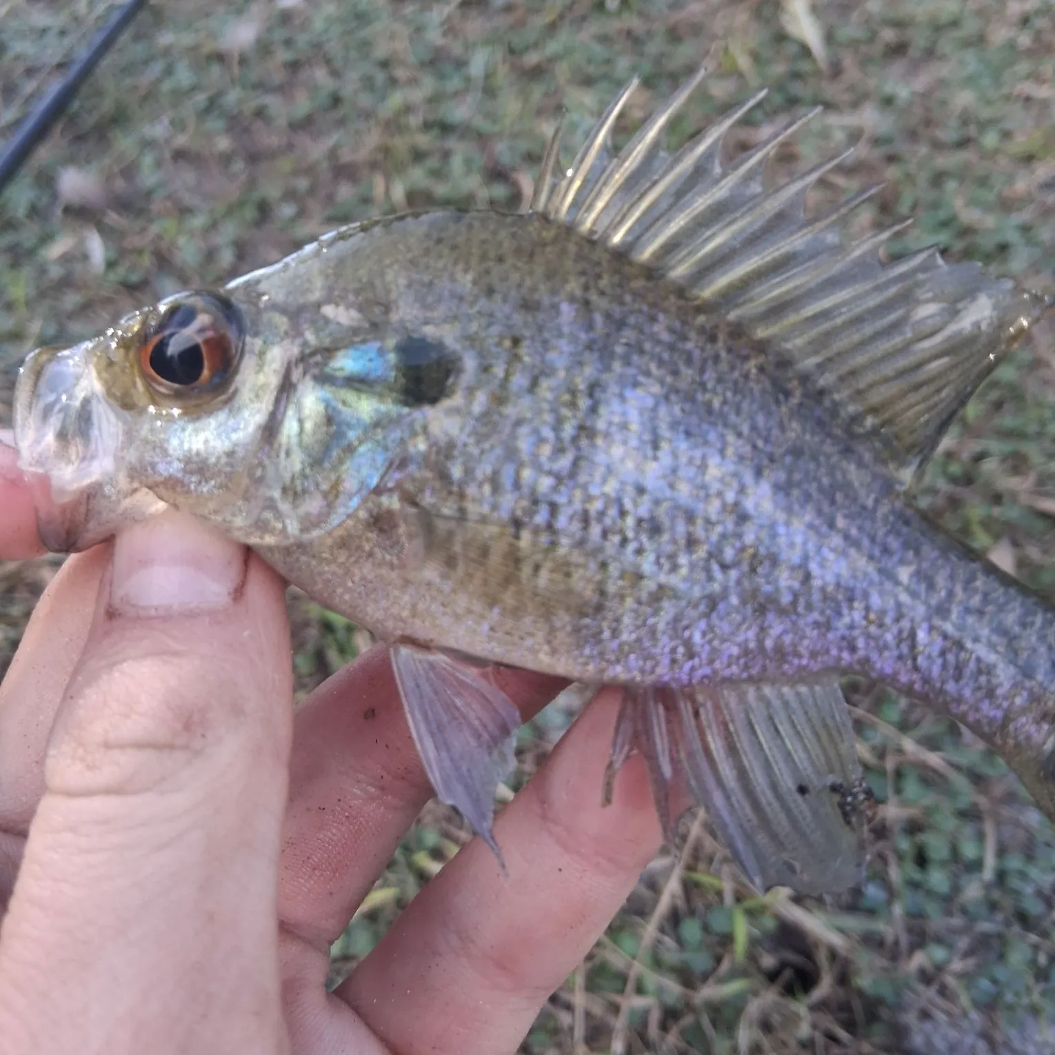 The most recent Warmouth catches on Fishbrain