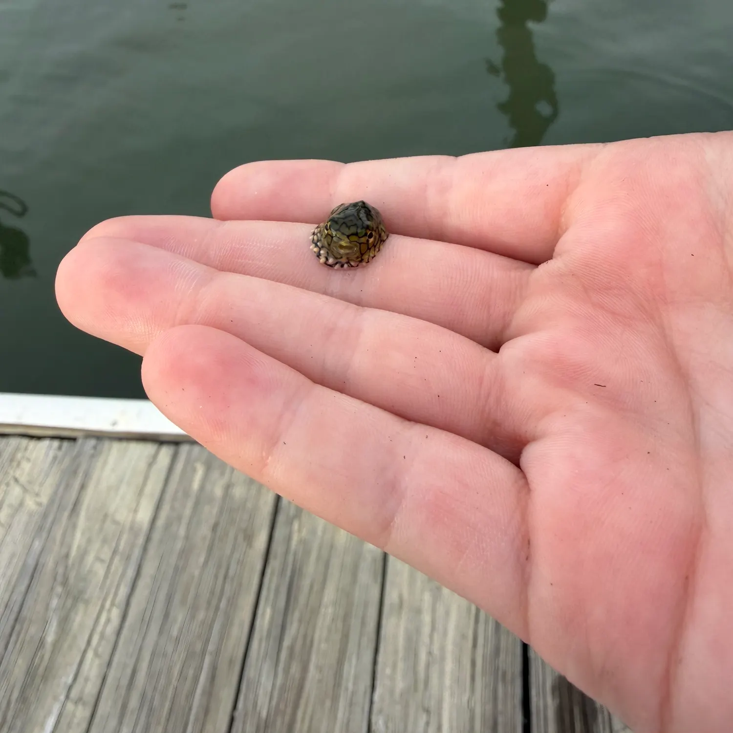 The most recent Spotted green pufferfish catches on Fishbrain