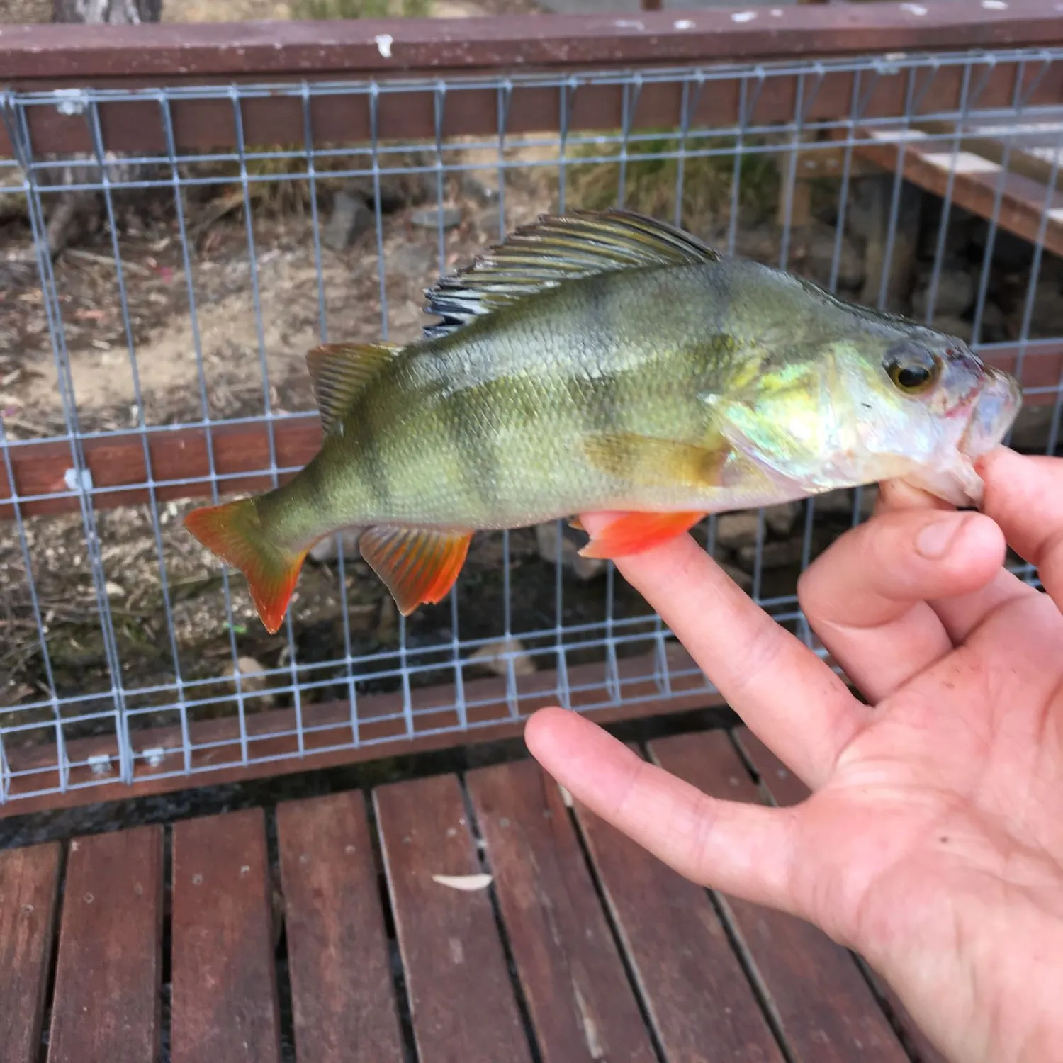 angler catch