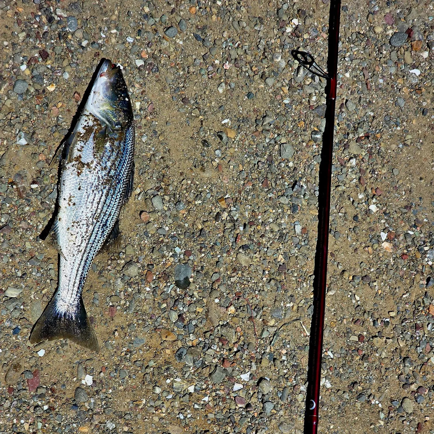 Striped bass caught on Fishbrain
