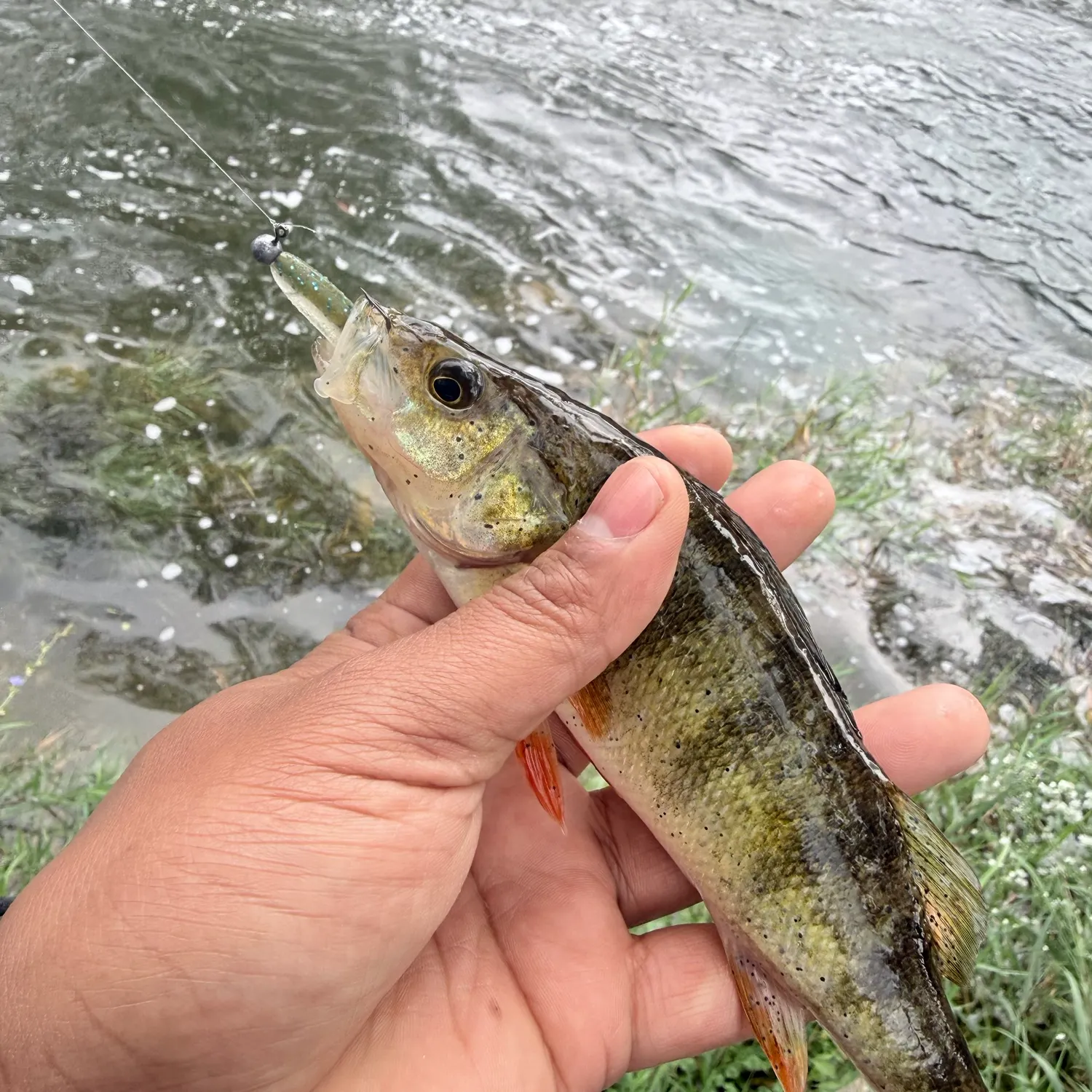 Yellow perch caught on Fishbrain