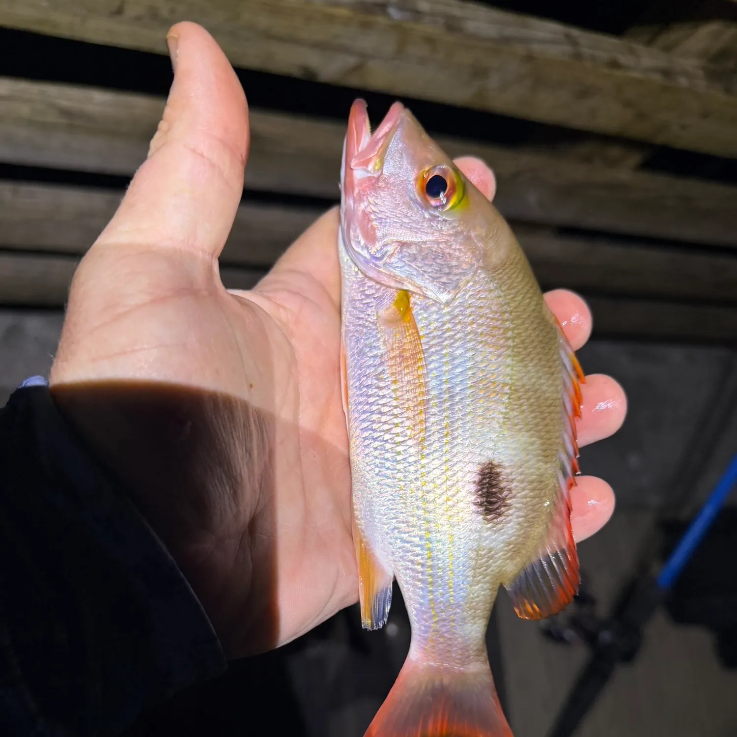 The most recent Mahogany snapper catches on Fishbrain