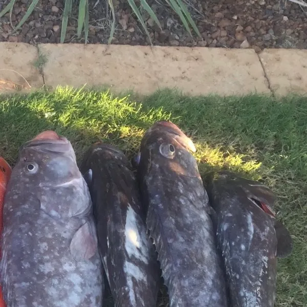 The most recent Cobbler wobbegong catches on Fishbrain
