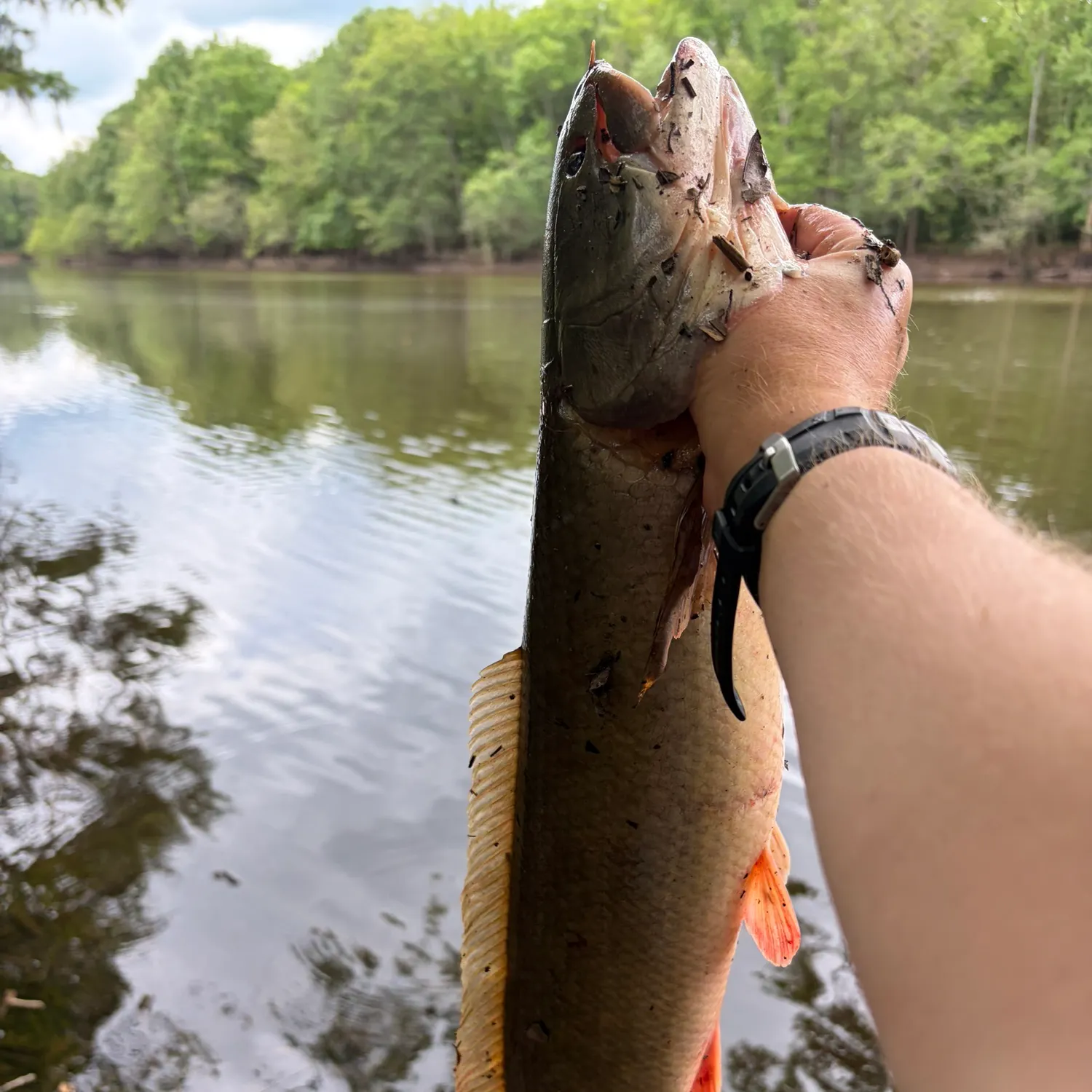 The most recent Ruddy bowfin catches on Fishbrain