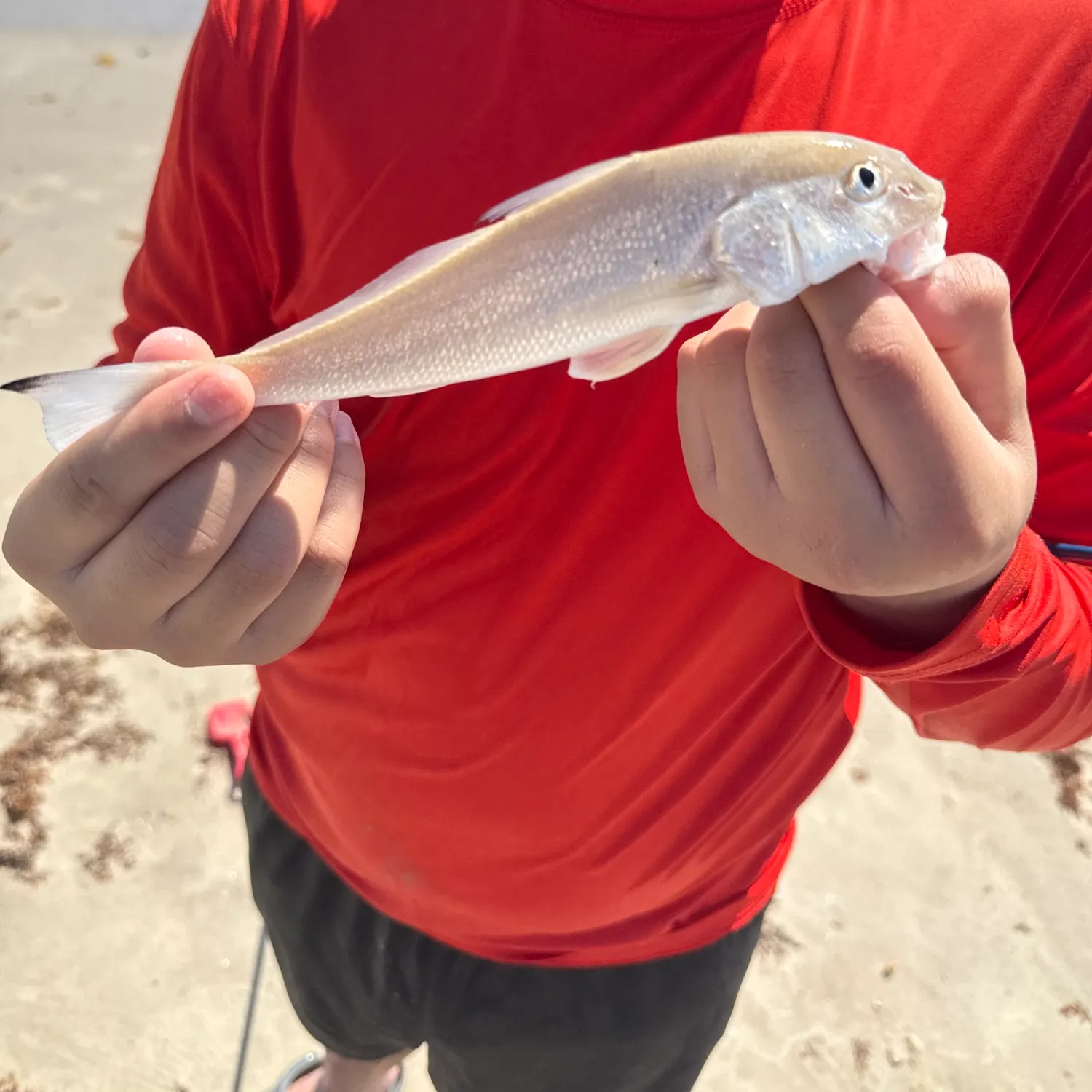Gulf kingcroaker caught on Fishbrain