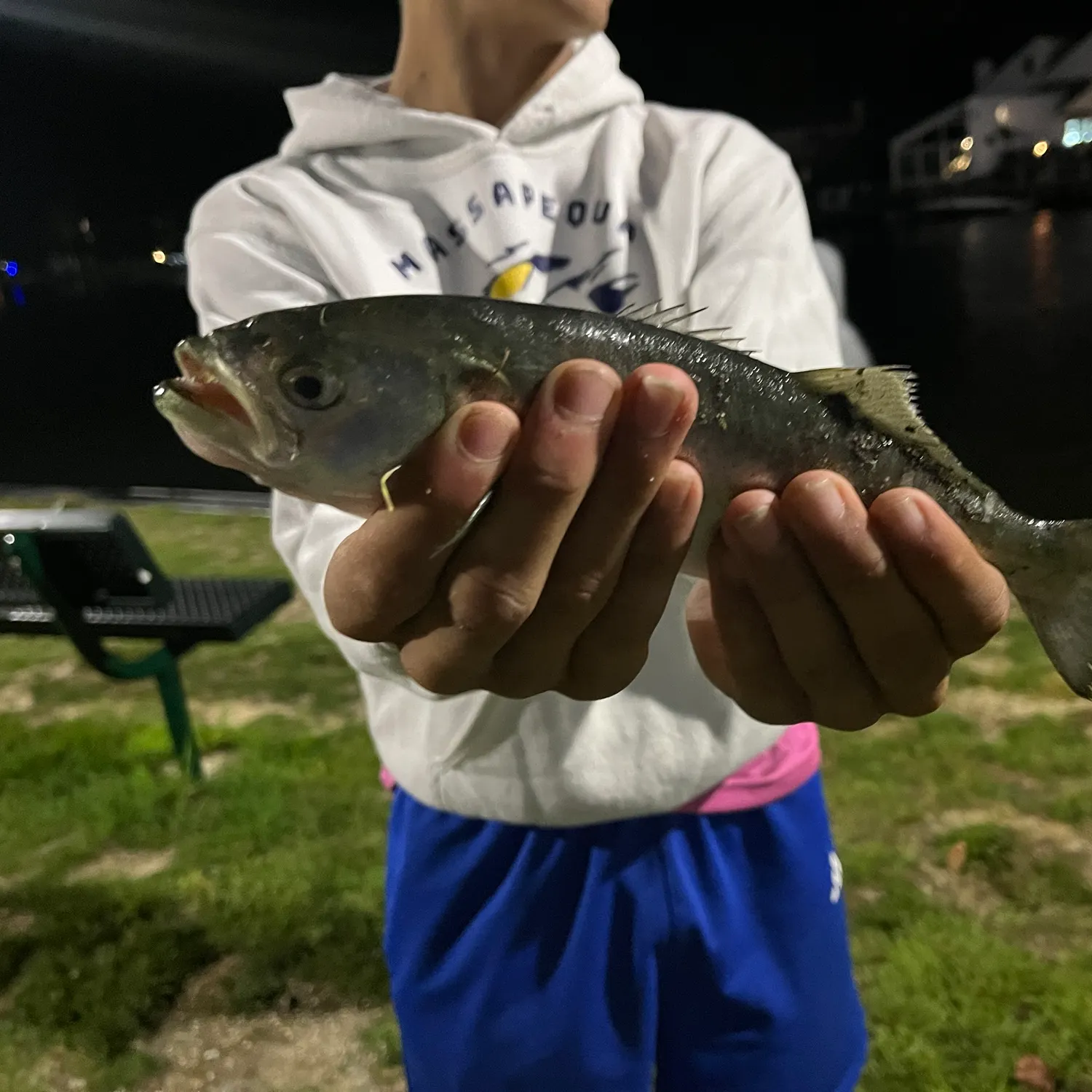 Bluefish caught on Fishbrain