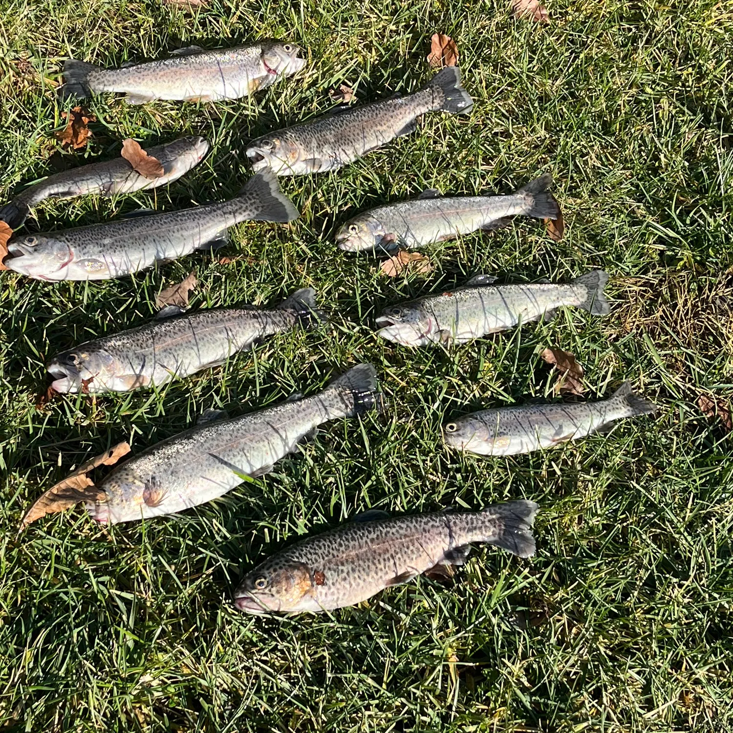 recently logged catches