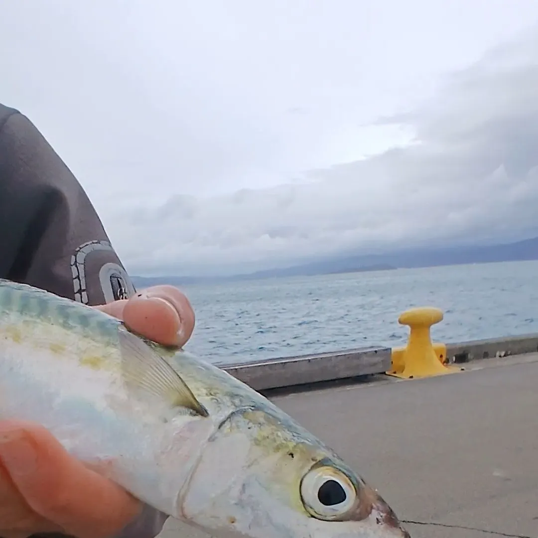 The most recent Blue mackerel catches on Fishbrain