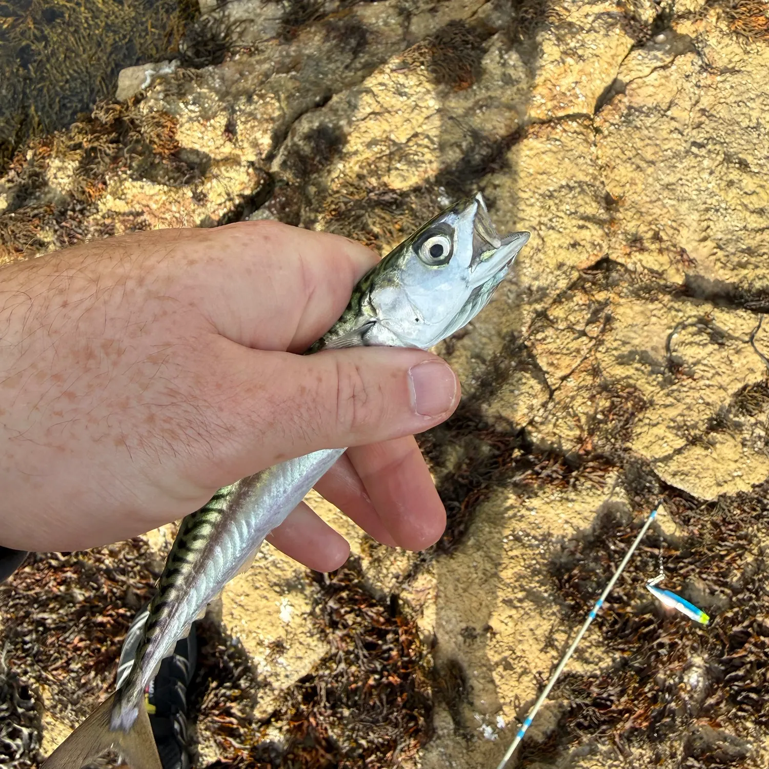 Atlantic mackerel caught on Fishbrain
